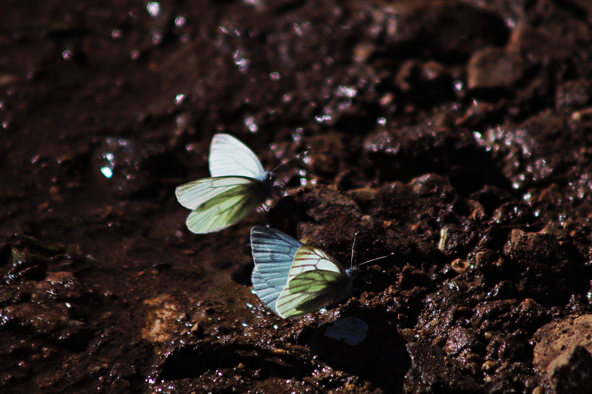 Canon EF 90-300mm F4.5-5.6 sample photo. Butterfly photography