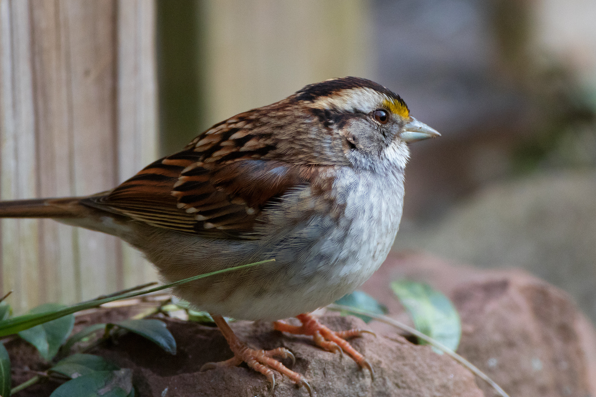 Canon EF 500mm F4L IS USM sample photo. Prairie sparrow photography