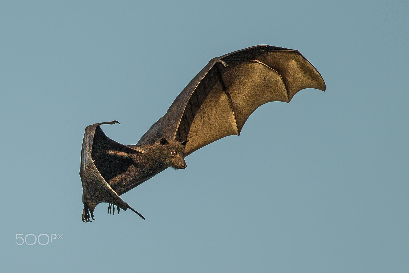 Canon EF 600mm f/4L IS sample photo. A flying fox photography