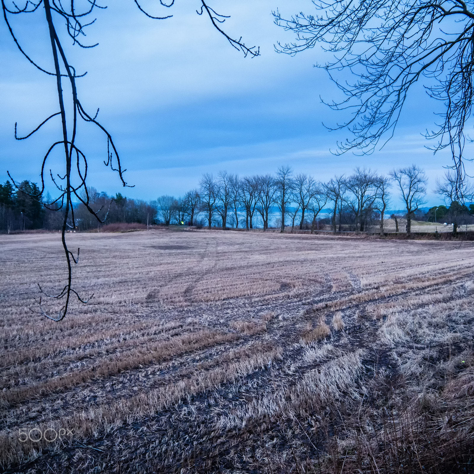 Panasonic Lumix DMC-GX7 sample photo. Cornfield photography