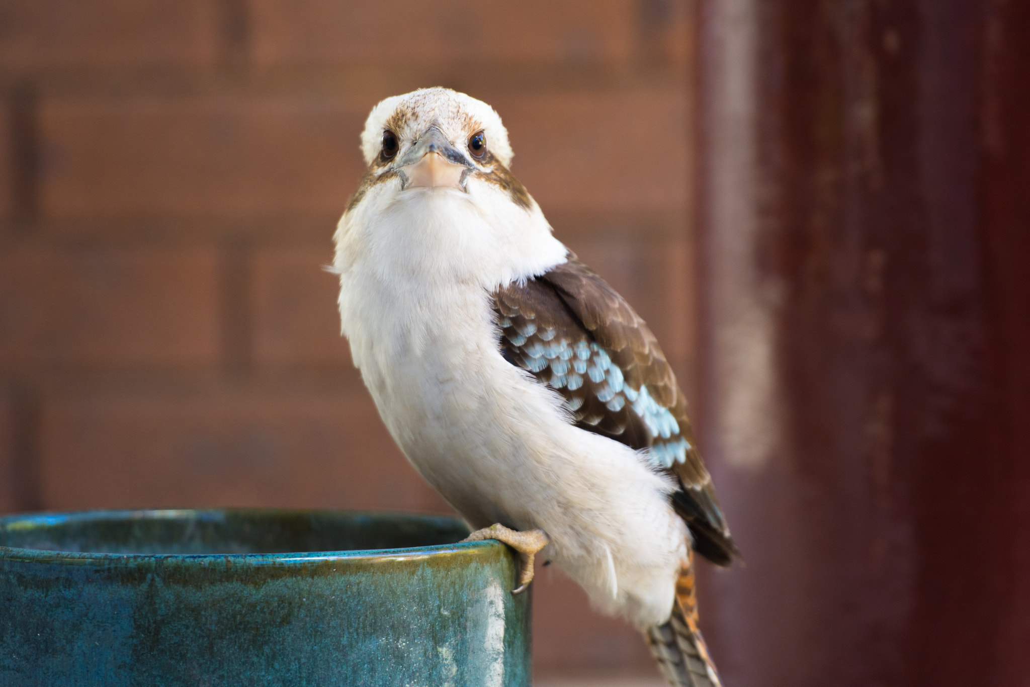 Nikon AF-S Nikkor 70-200mm F2.8G ED VR II sample photo. Laughing kookaburra photography