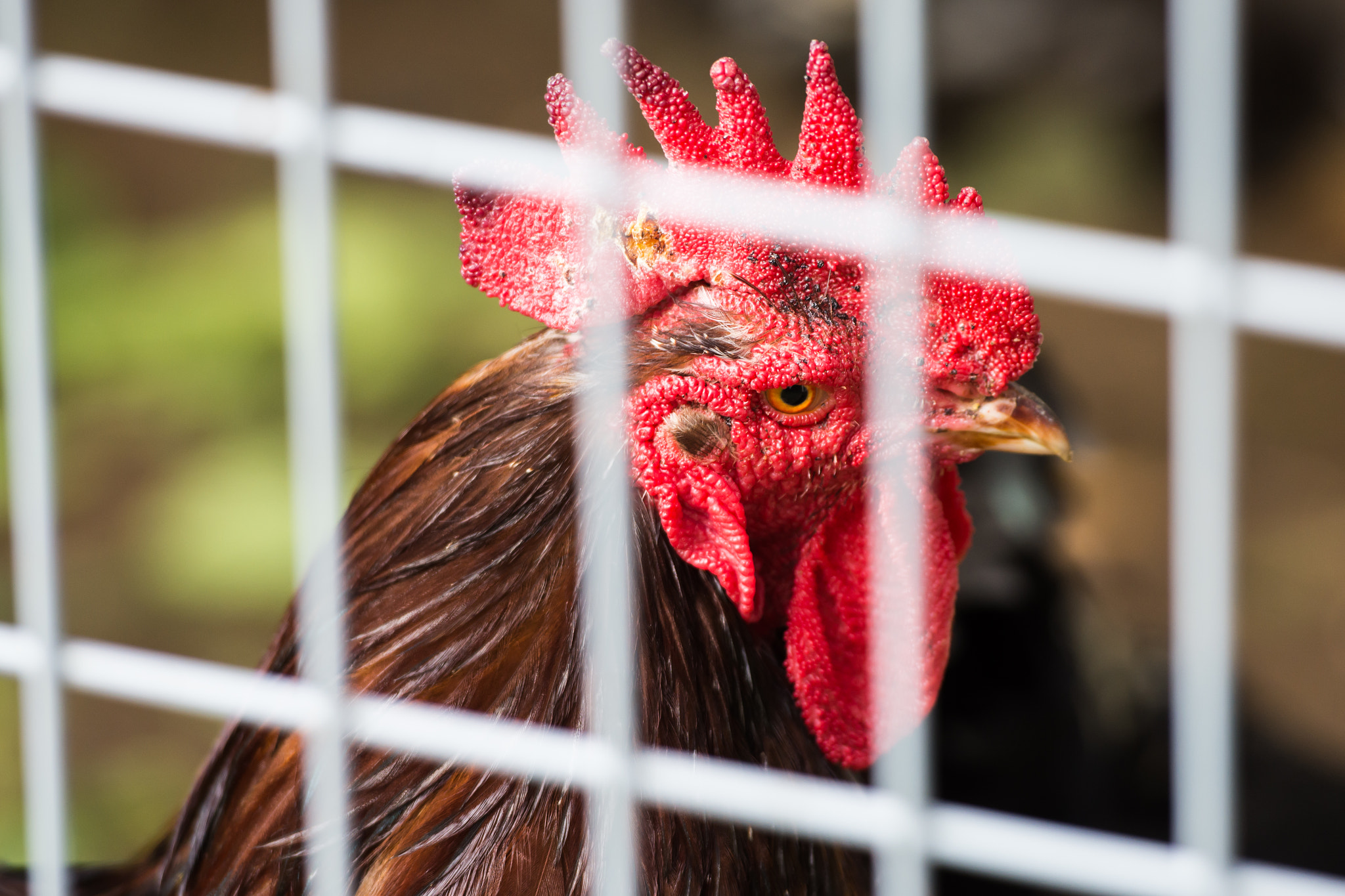 Nikon AF-S Nikkor 70-200mm F2.8G ED VR II sample photo. Rooster photography