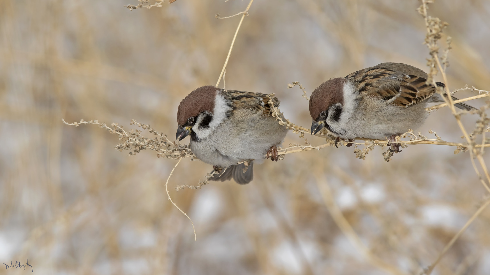 Canon EOS 7D Mark II + Canon EF 300mm F2.8L IS USM sample photo. Ağaç serçesi » eurasian tree sparrow » passer mont photography