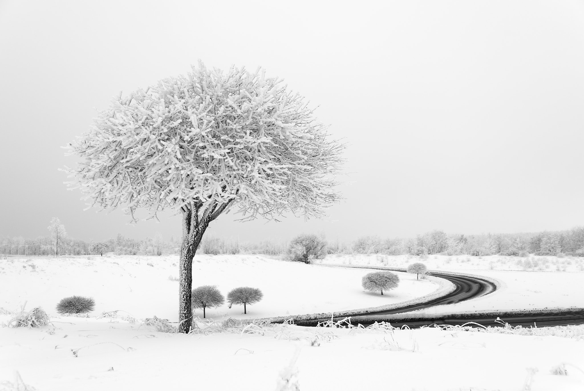 Nikon D800 sample photo. Tree covered with snow in a winter field b&w photography