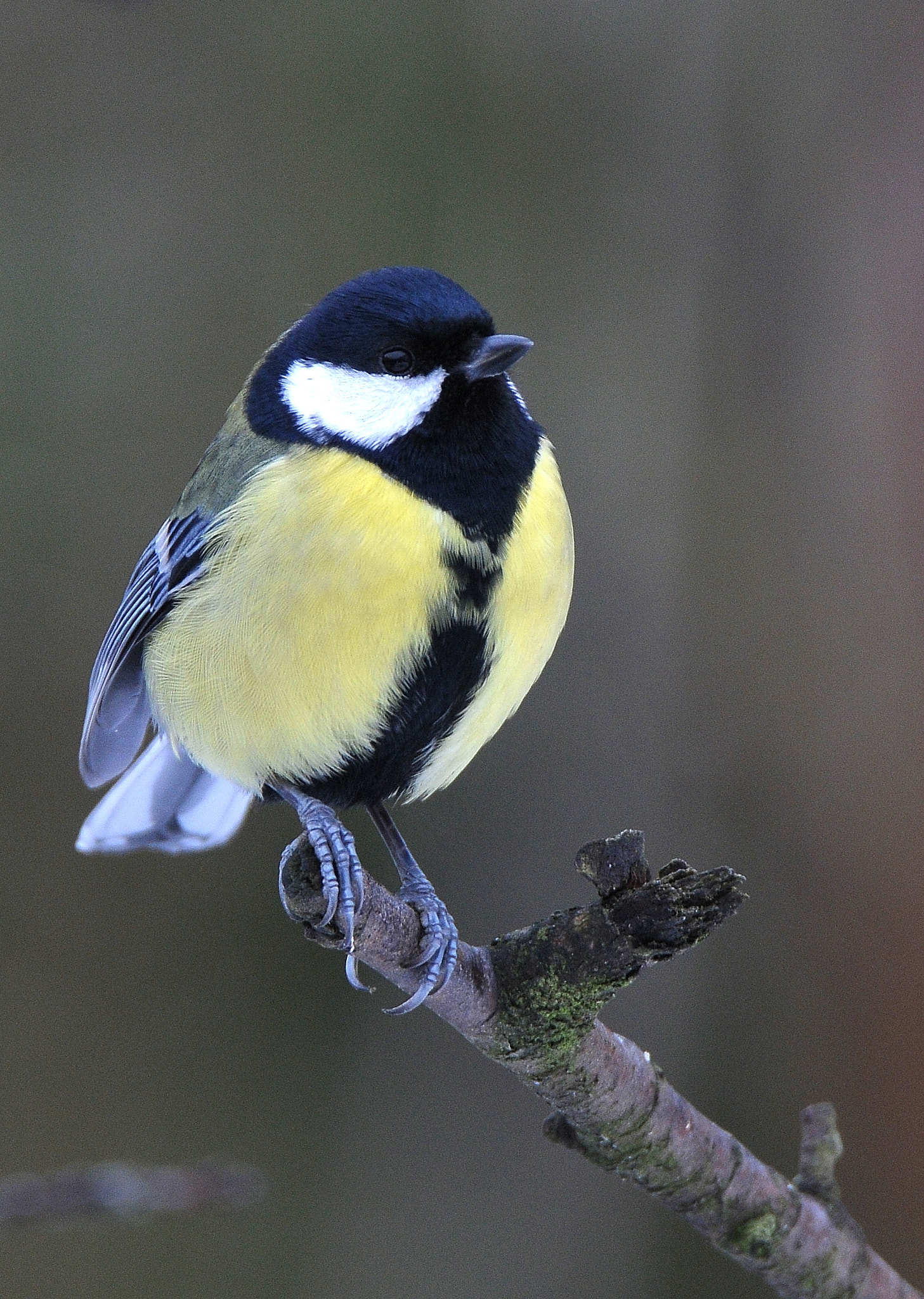 Nikon D300 sample photo. Didžioji zylė (lot. parus major, angl. great tit, vok. kohlmeise) photography