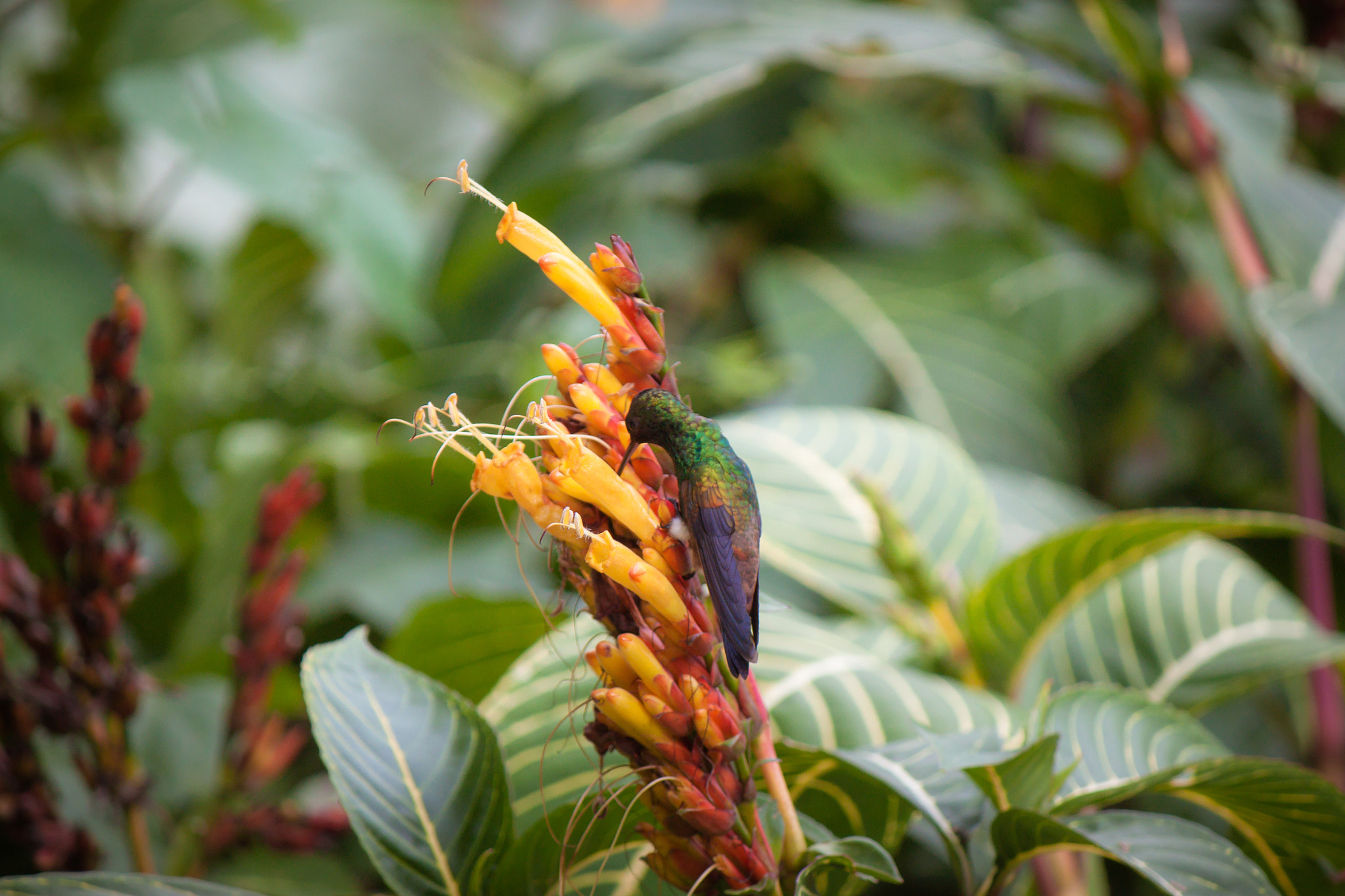 Canon EF-S 55-250mm F4-5.6 IS sample photo. Getting all the nectar photography