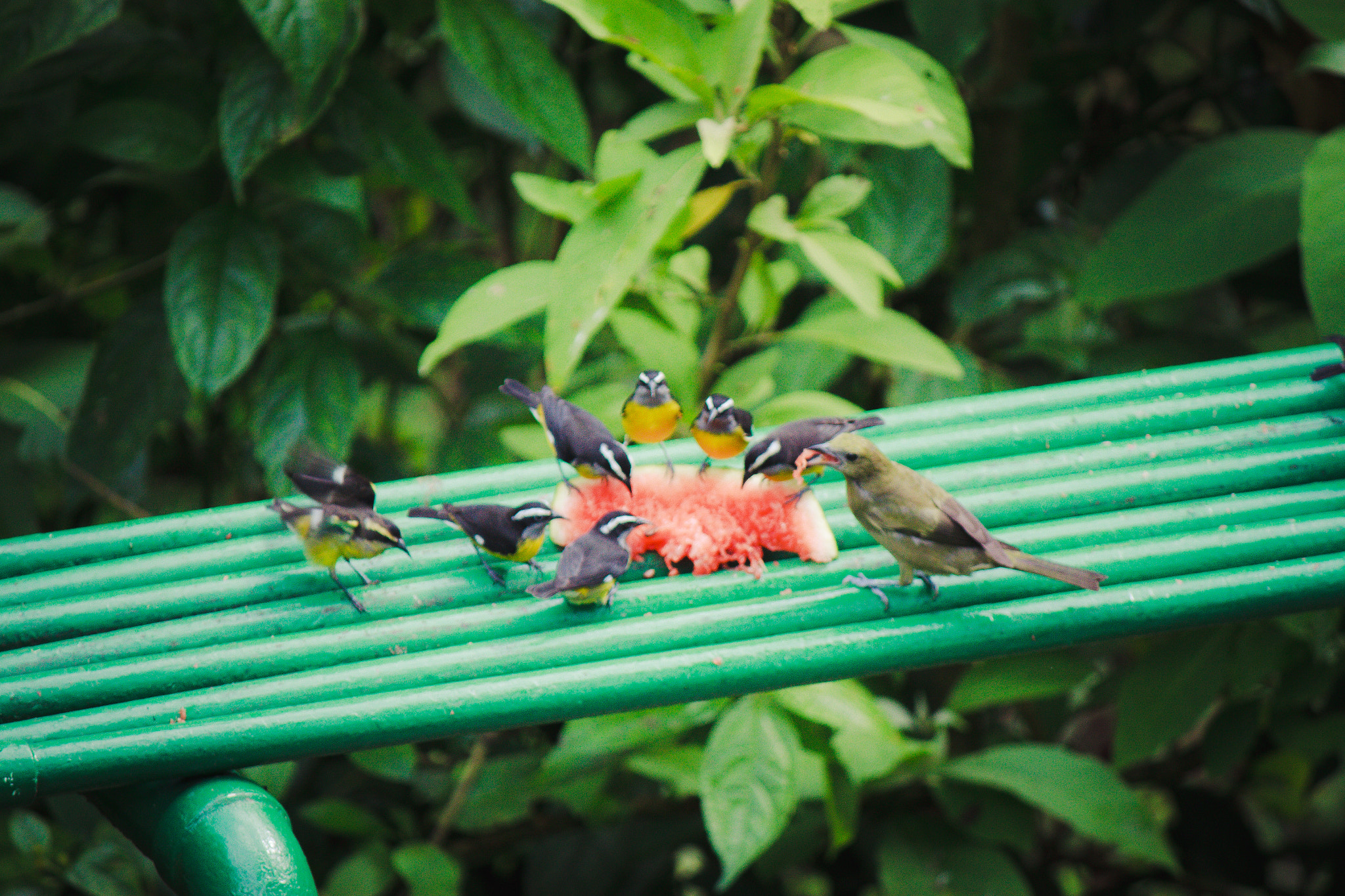 Canon EF-S 55-250mm F4-5.6 IS sample photo. Feeding time photography