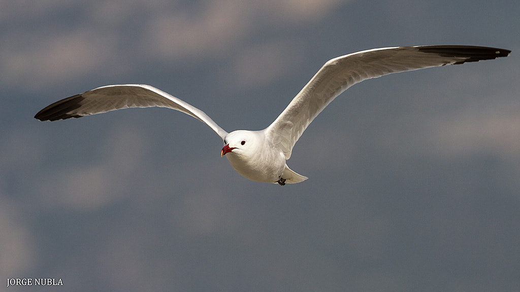 Canon EF 500mm F4L IS II USM sample photo. Gaviota de audouin (larus audouinii). photography