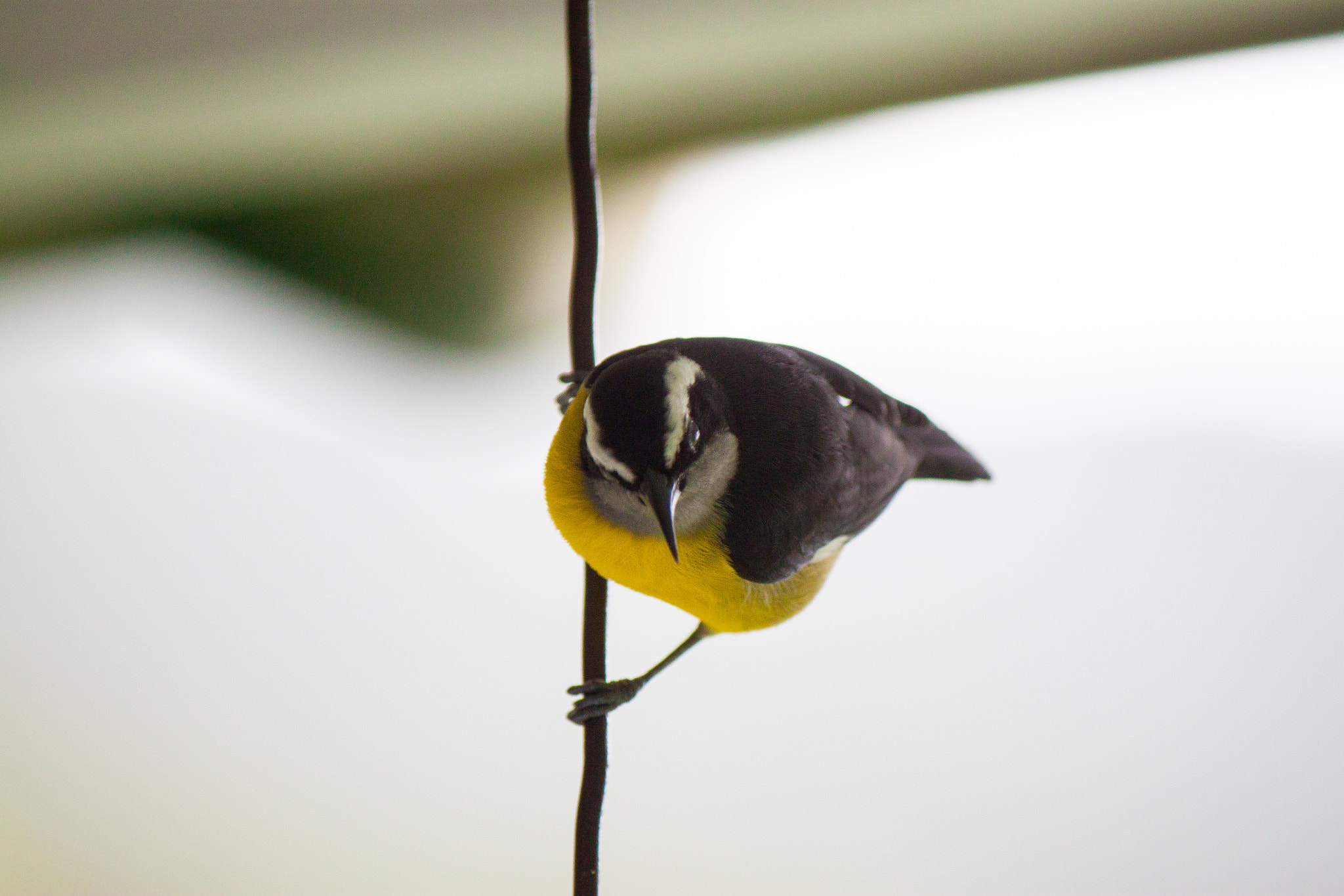 Canon EF-S 55-250mm F4-5.6 IS sample photo. Gazing photography