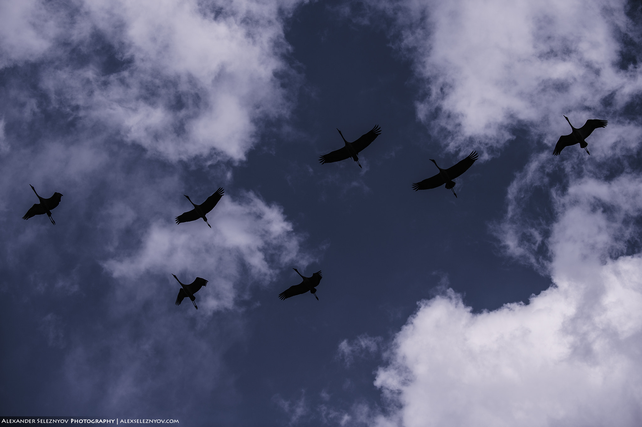 Nikon D4S sample photo. Birds in the sky photography