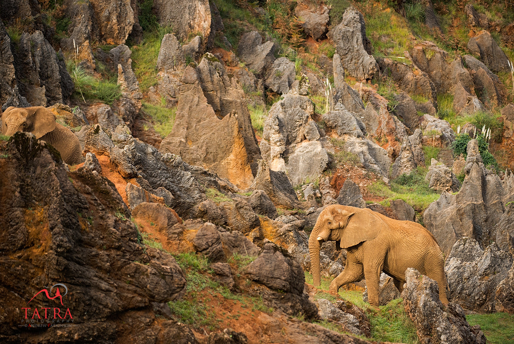 Nikon D4S + Nikon AF-S Nikkor 200-400mm F4G ED-IF VR sample photo. African elephant loxodonta africanaan adult shown as part of its habitat (captive)cabarceno... photography