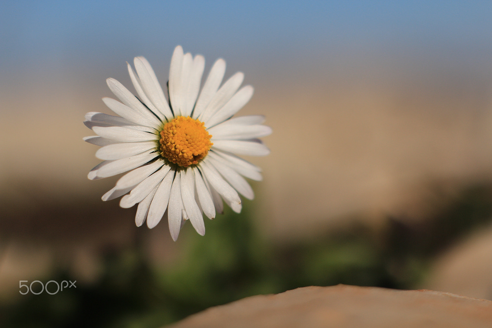 Canon 50mm sample photo. Daisy photography