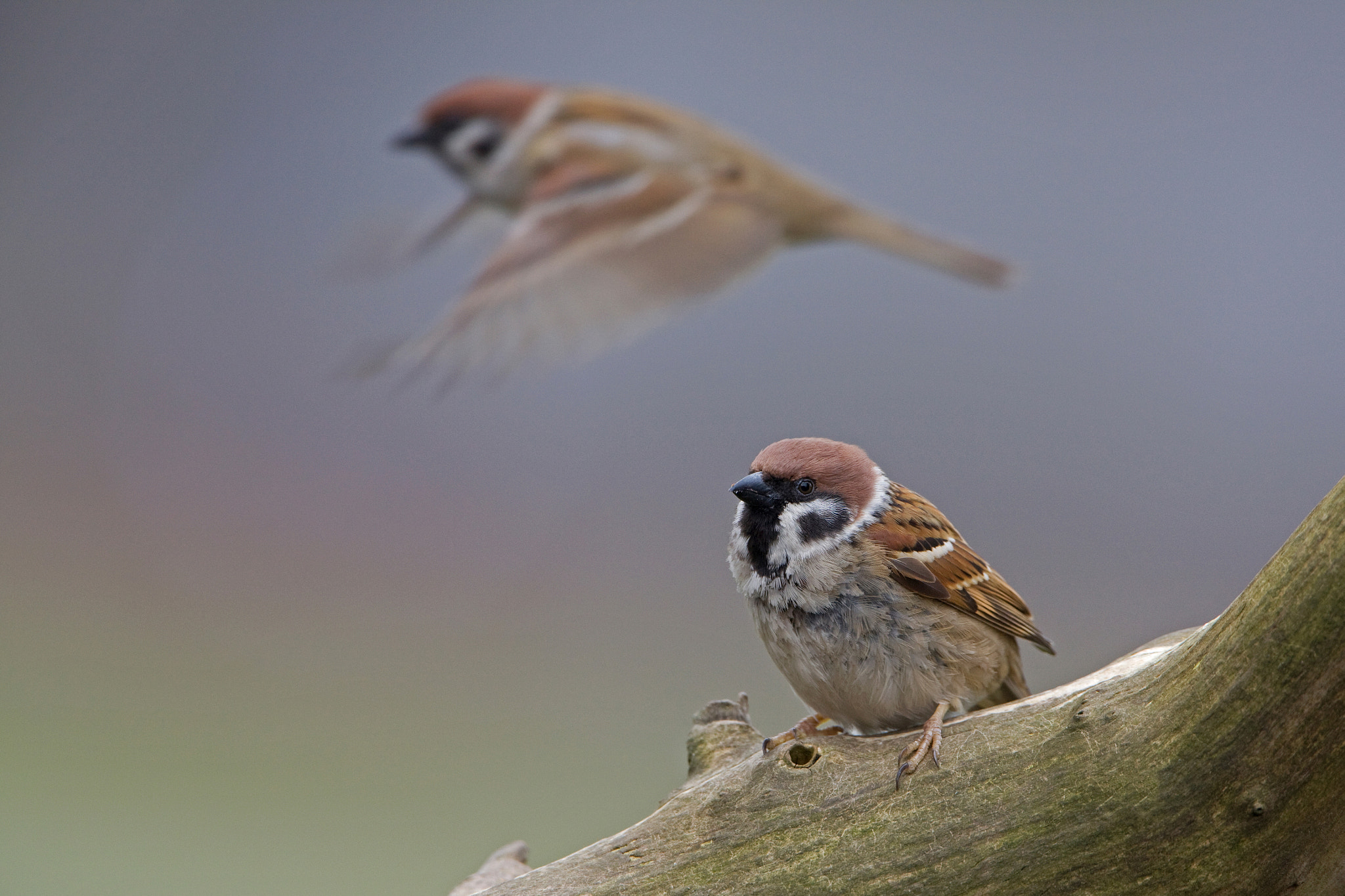 Canon EF 500mm F4L IS USM sample photo. Eurasian tree sparrow photography