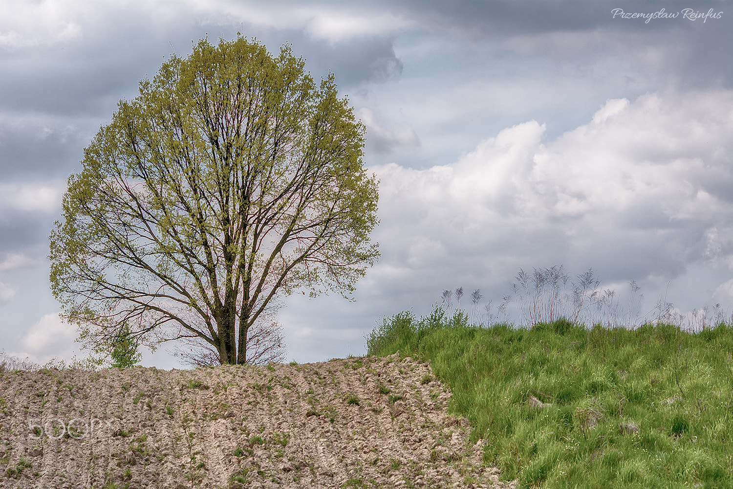 Sigma 70-300mm F4-5.6 APO DG Macro sample photo. Lonely tree photography