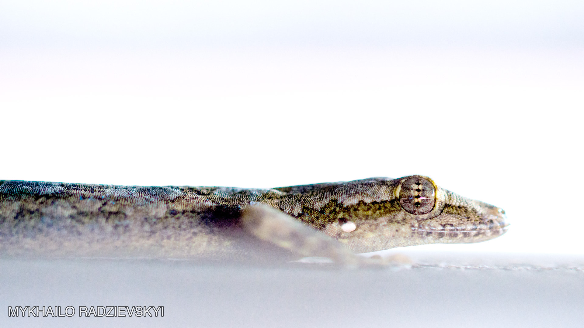 Sigma 105mm F2.8 EX DG OS HSM sample photo. Eye of gecko, bangkok photography