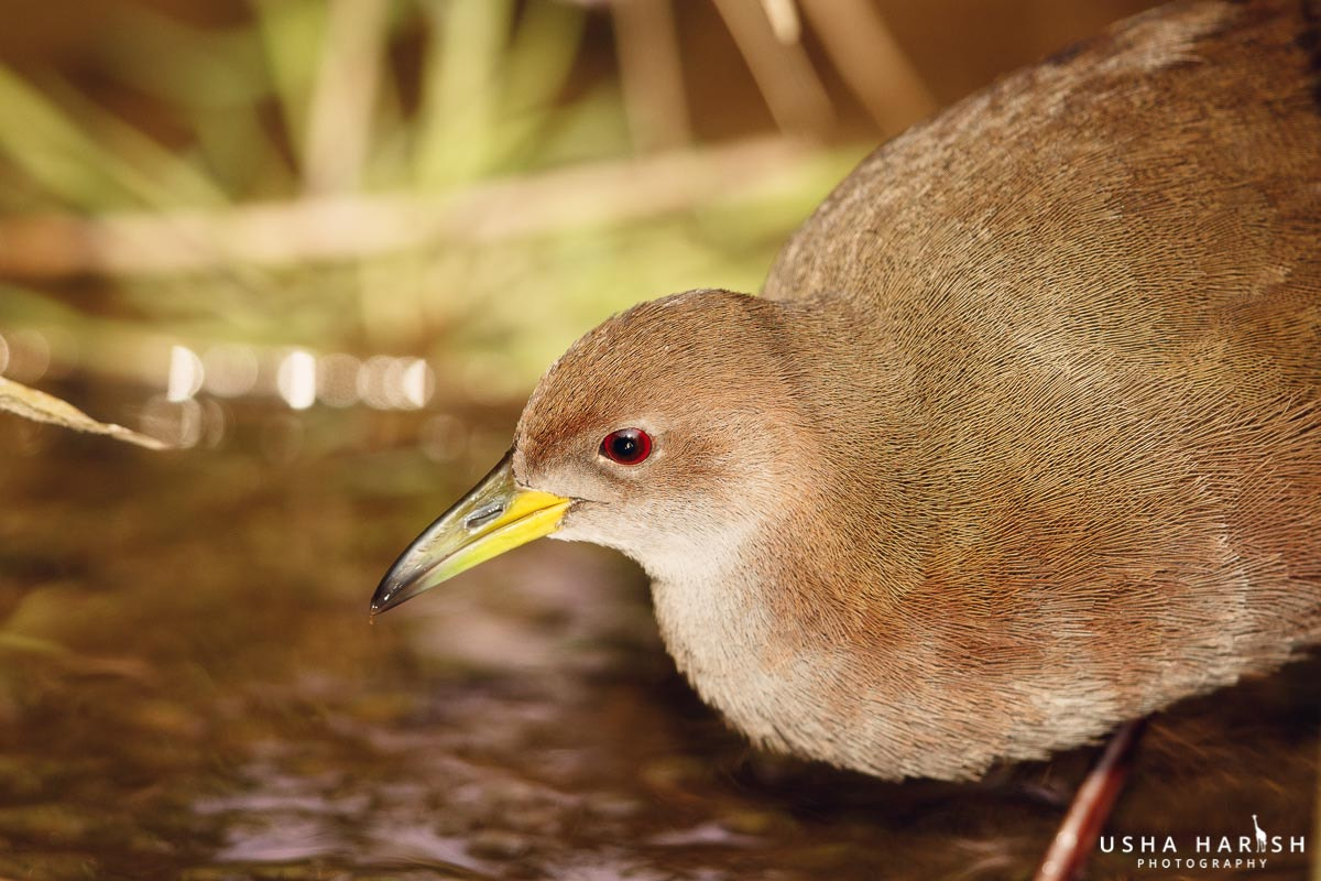 Canon EF 500mm F4L IS II USM sample photo. Brown crake photography