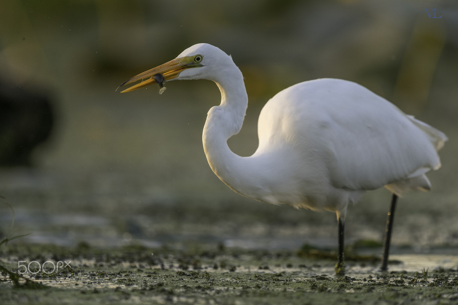Canon EF 600mm F4L IS II USM sample photo. Morning light photography