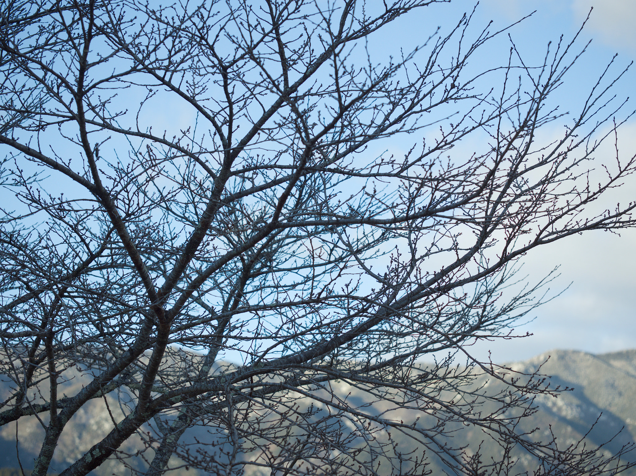 Olympus M.Zuiko Digital ED 60mm F2.8 Macro sample photo. 今はただの木 | just a tree now photography