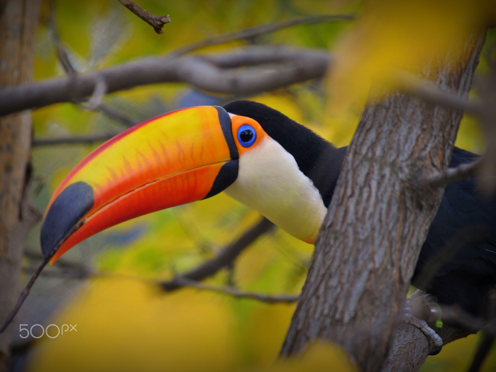 Sigma 70-300mm F4-5.6 APO DG Macro sample photo. Toucan photography