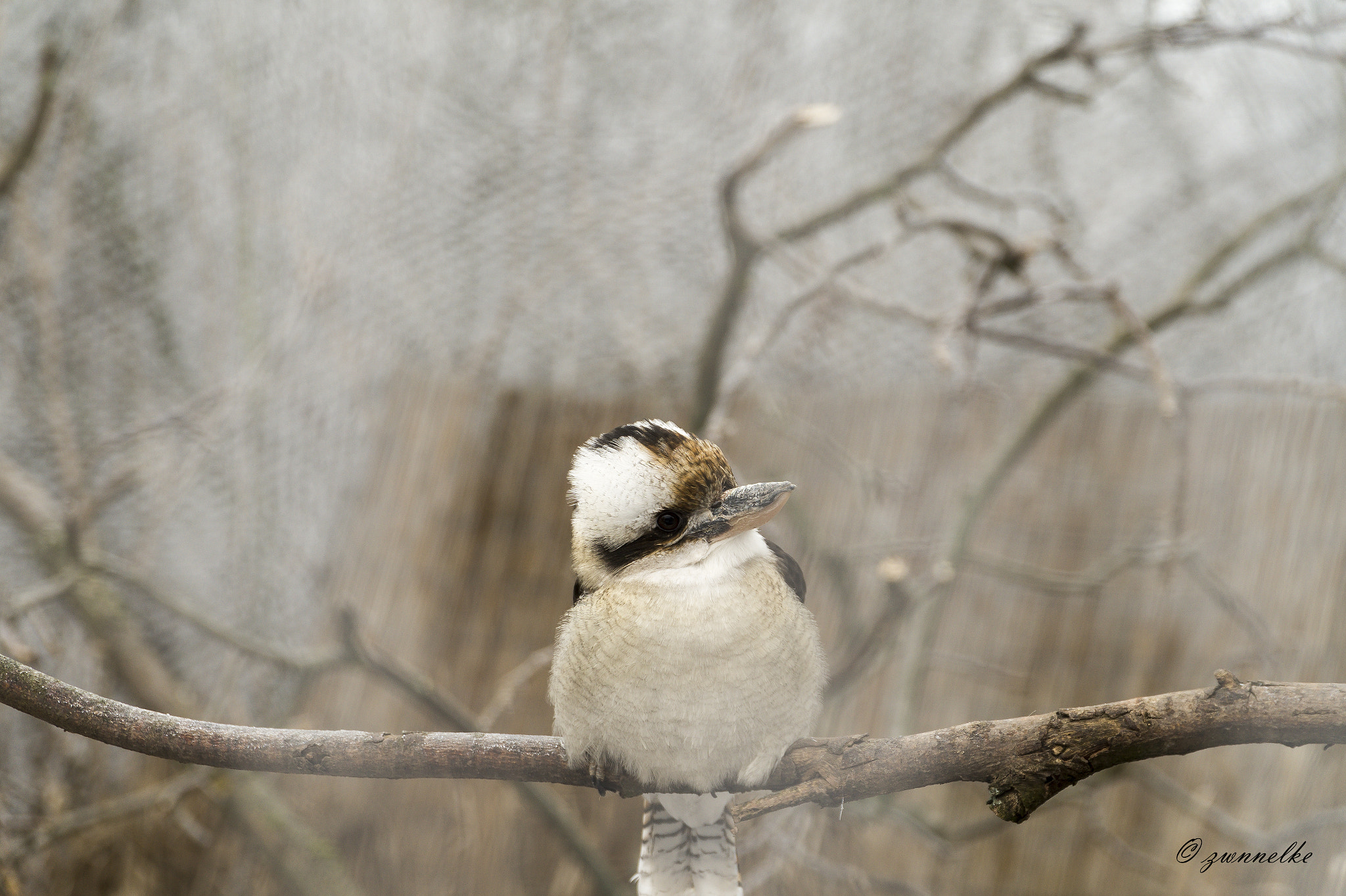 Sony Alpha a5000 (ILCE 5000) + Sony E PZ 18-105mm F4 G OSS sample photo. Lachender hans laughing kookaburra photography