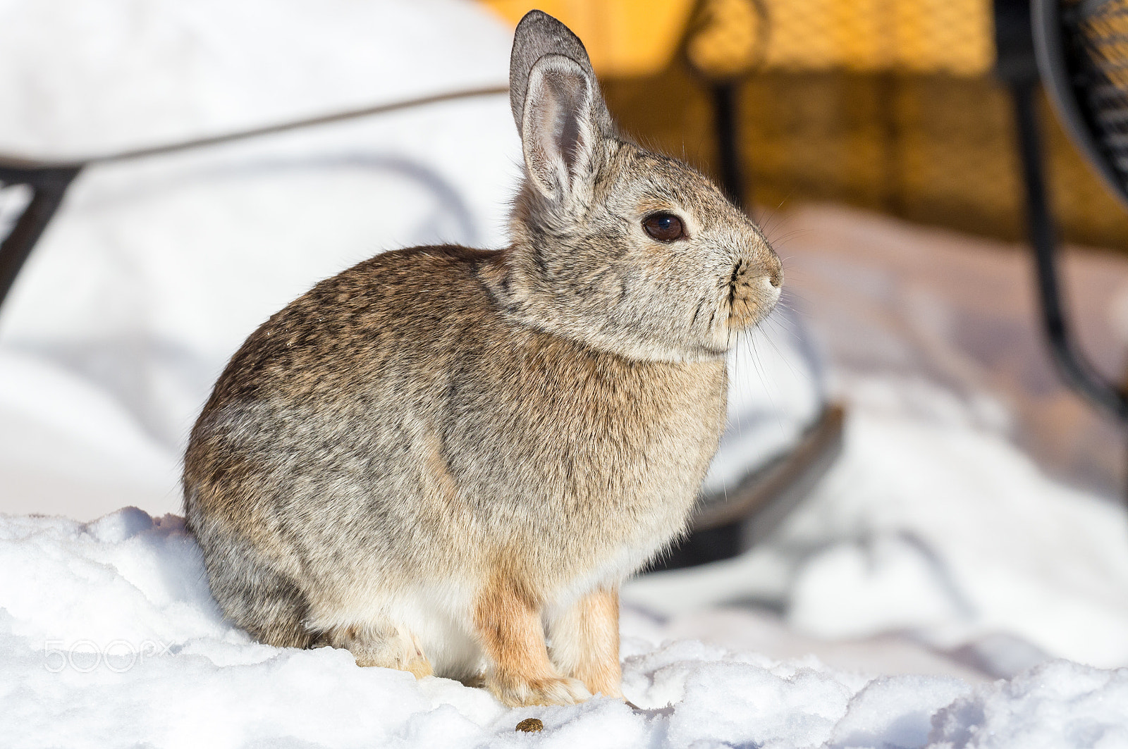 Canon EOS 60D sample photo. Rabbit enjoying snow photography