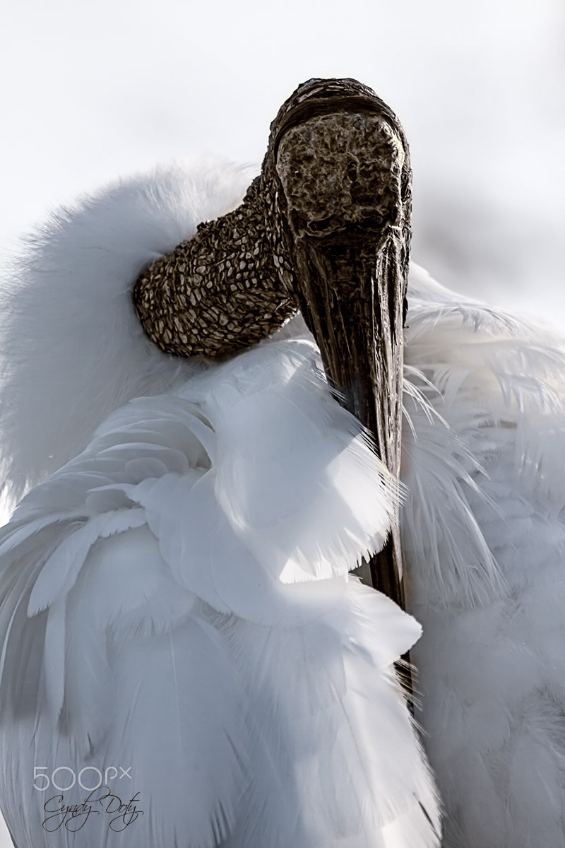 150-600mm F5-6.3 DG OS HSM | Contemporary 015 sample photo. An intimate portrait photography