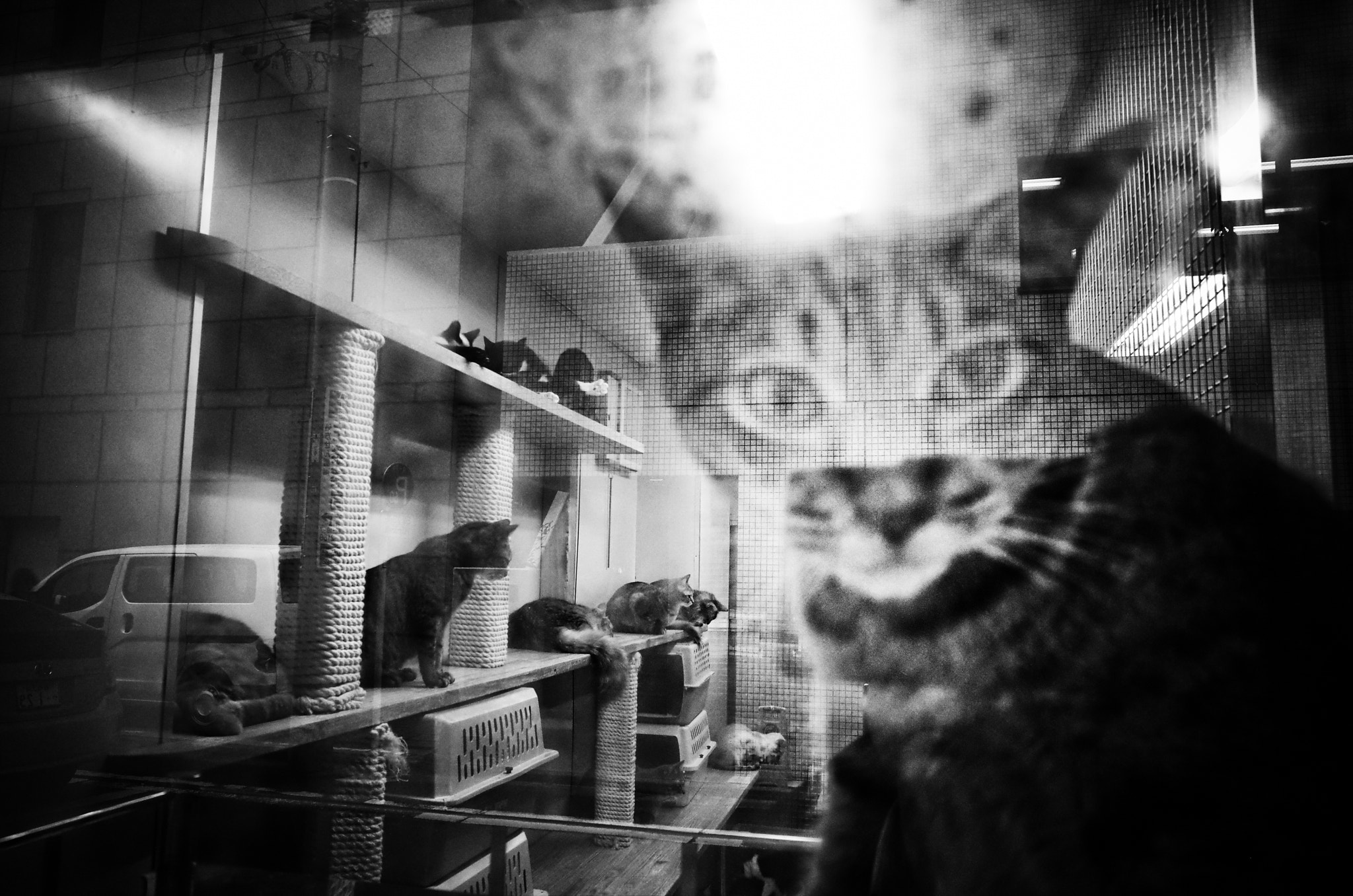 Ricoh GR + GR Lens sample photo. Cat photography