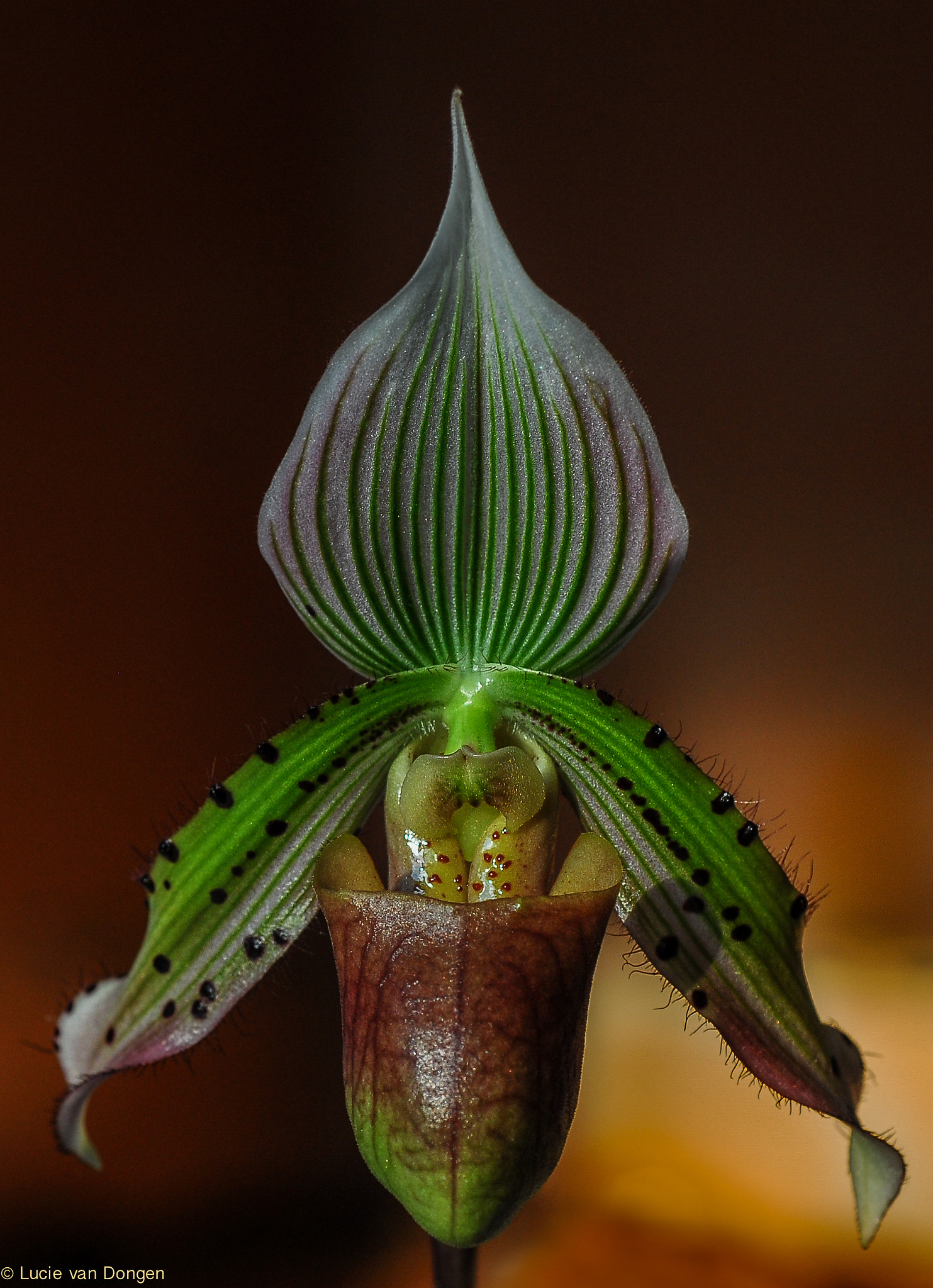 Nikon D200 sample photo. Orchid photography