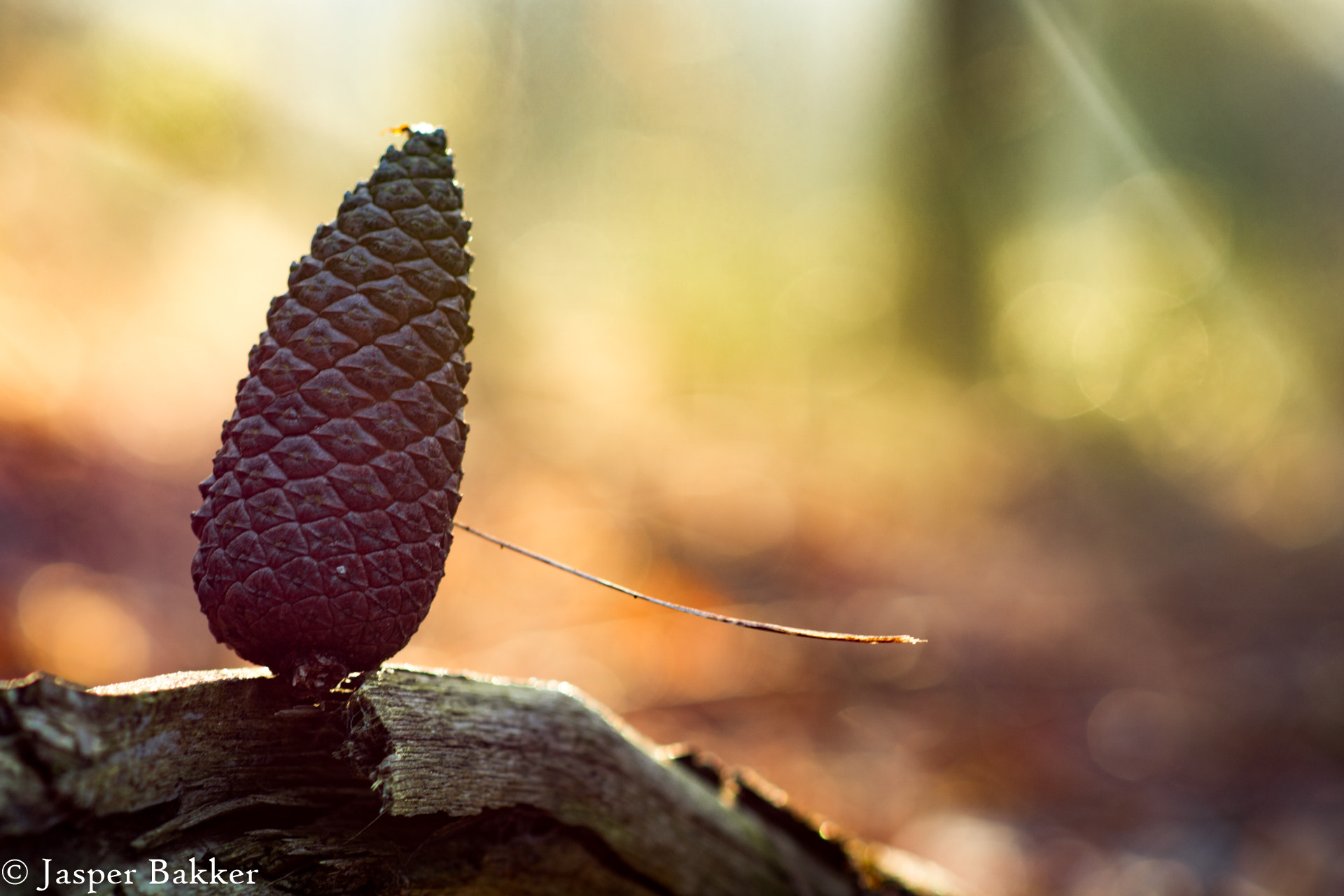 Nikon D7200 + Nikon AF-S Nikkor 85mm F1.8G sample photo. Pinecone aka dennenappel. photography
