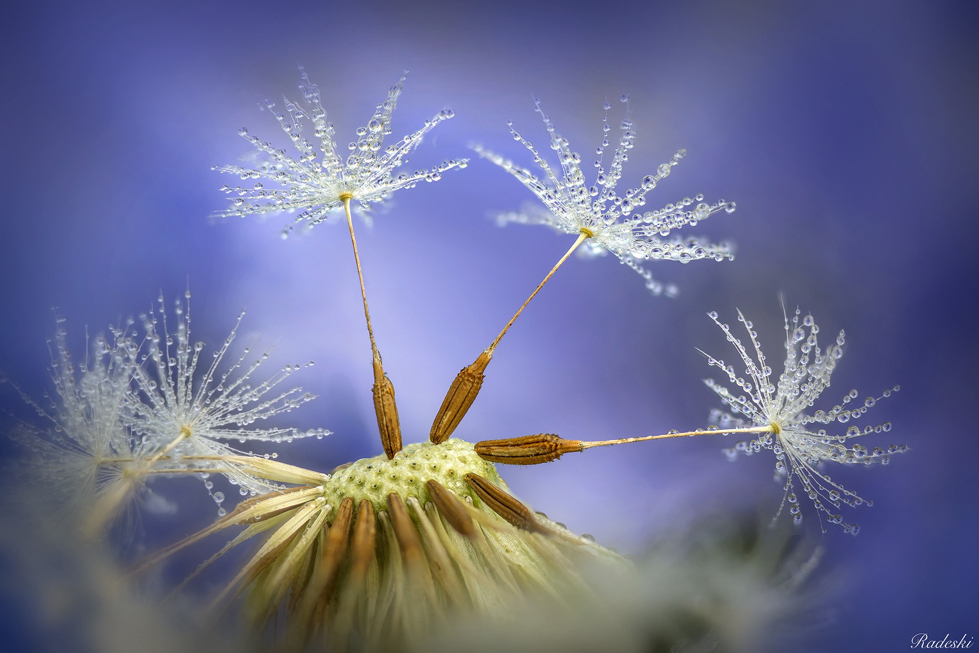 Nikon D800E + AF Micro-Nikkor 105mm f/2.8 sample photo. The colors in the dew photography