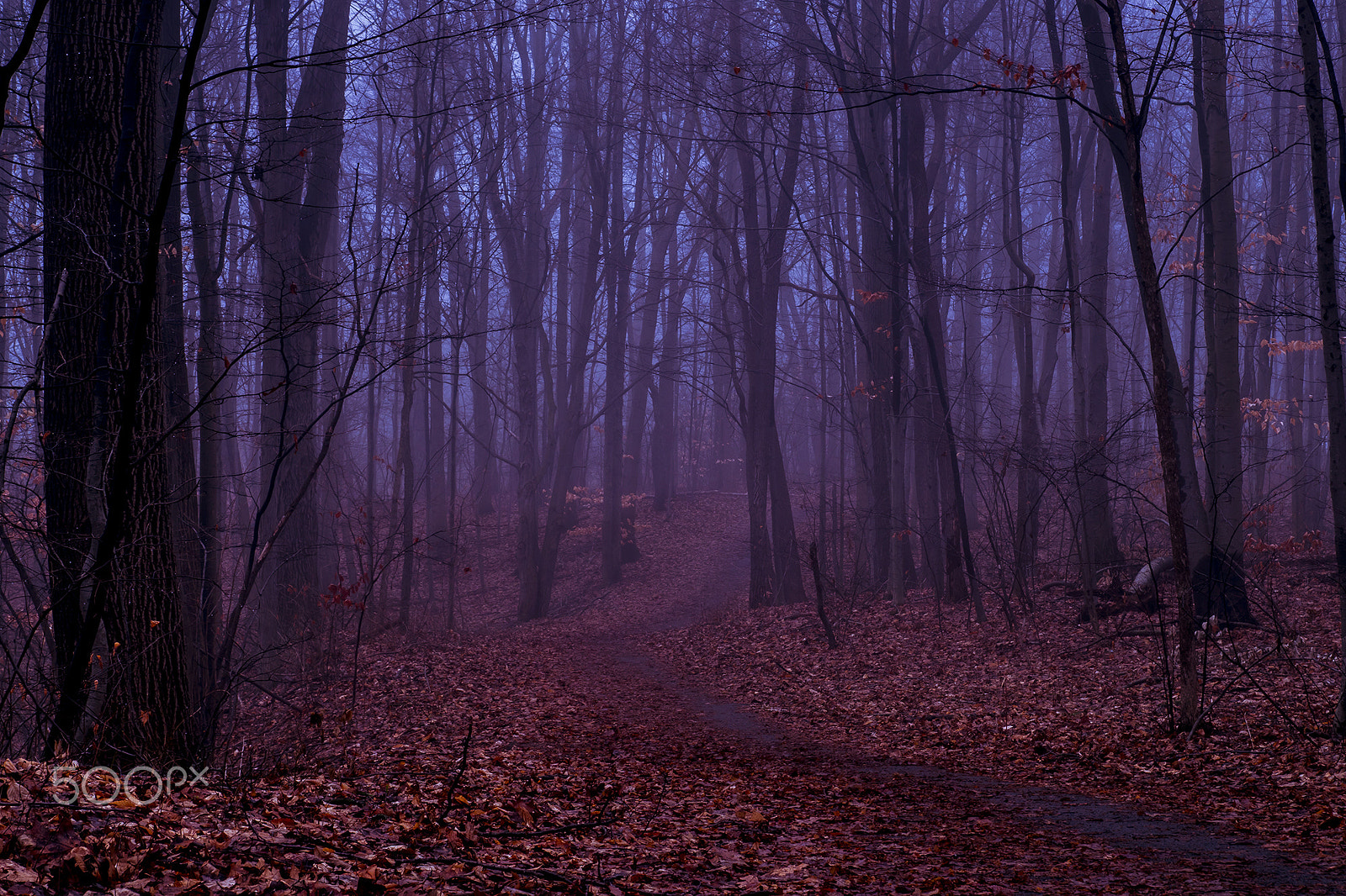 Sony ILCA-77M2 sample photo. Fog in the park photography