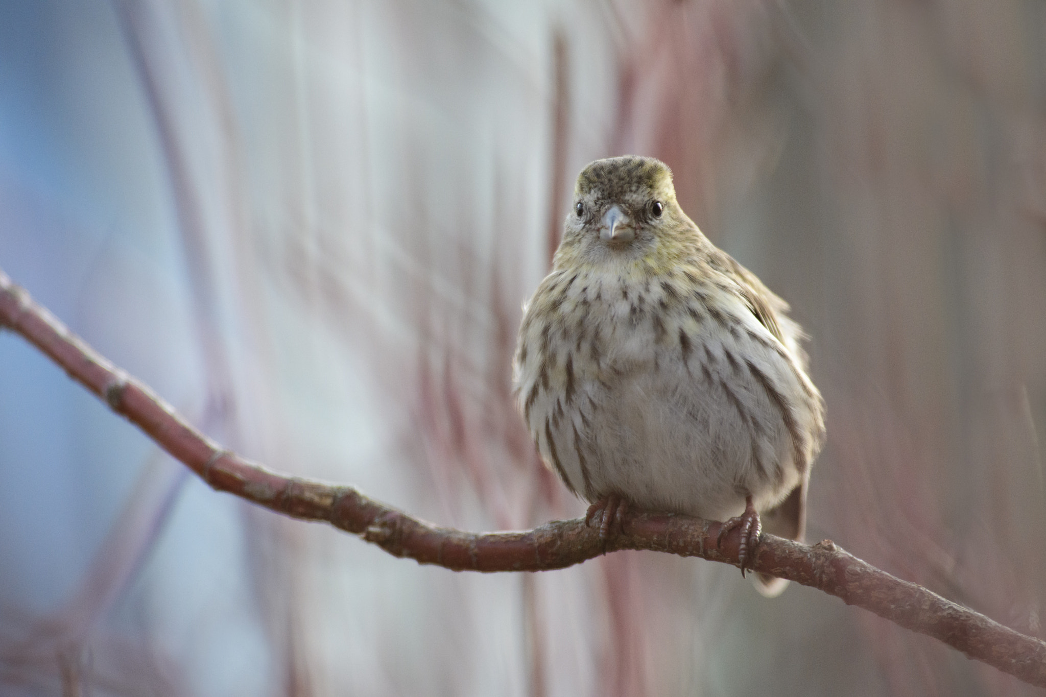Nikon AF-S Nikkor 300mm F2.8G ED VR II sample photo. Cardueis spinus photography