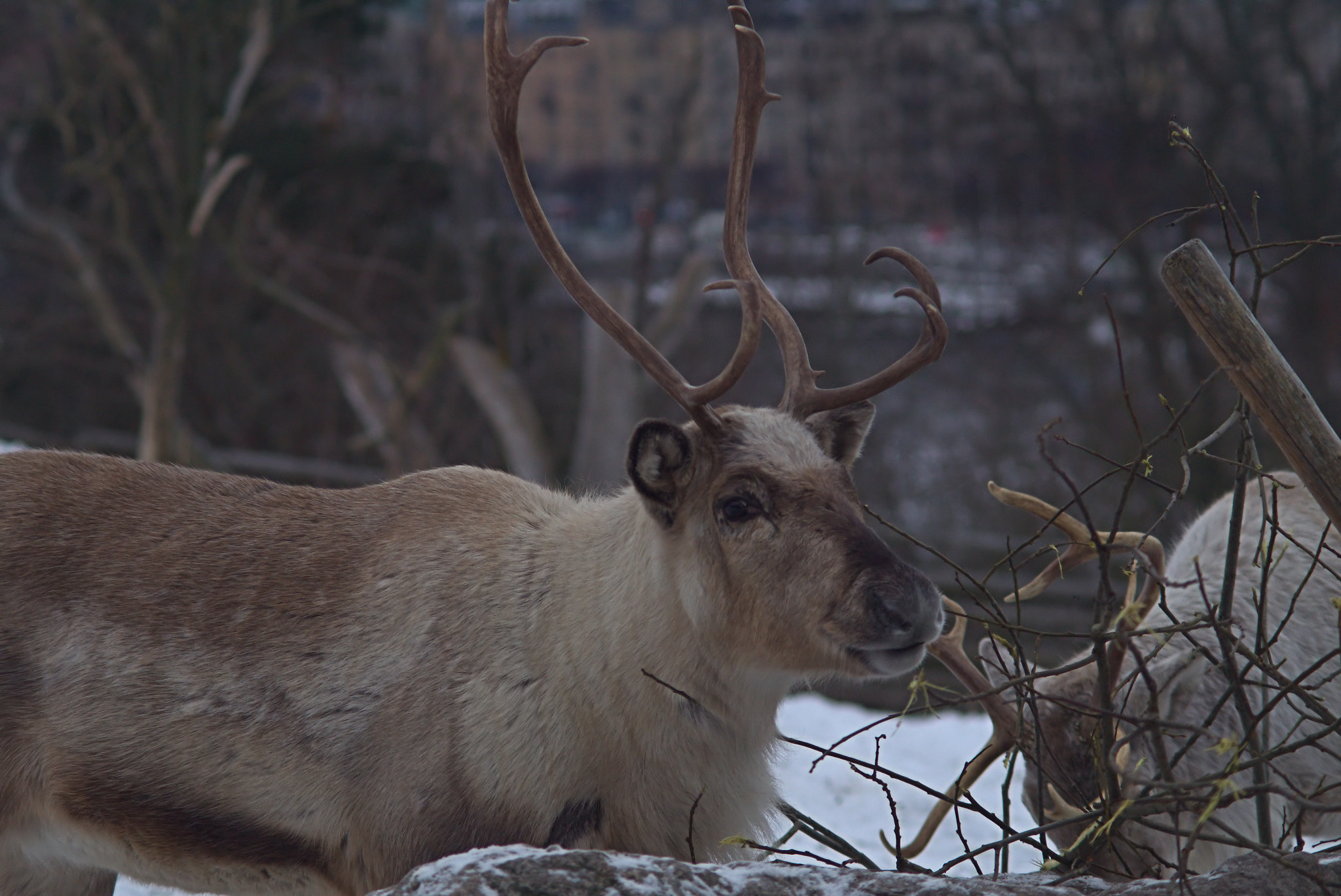 Sony SLT-A58 + Minolta AF 70-210mm F4 Macro sample photo. Reindeer skansen stockholm photography