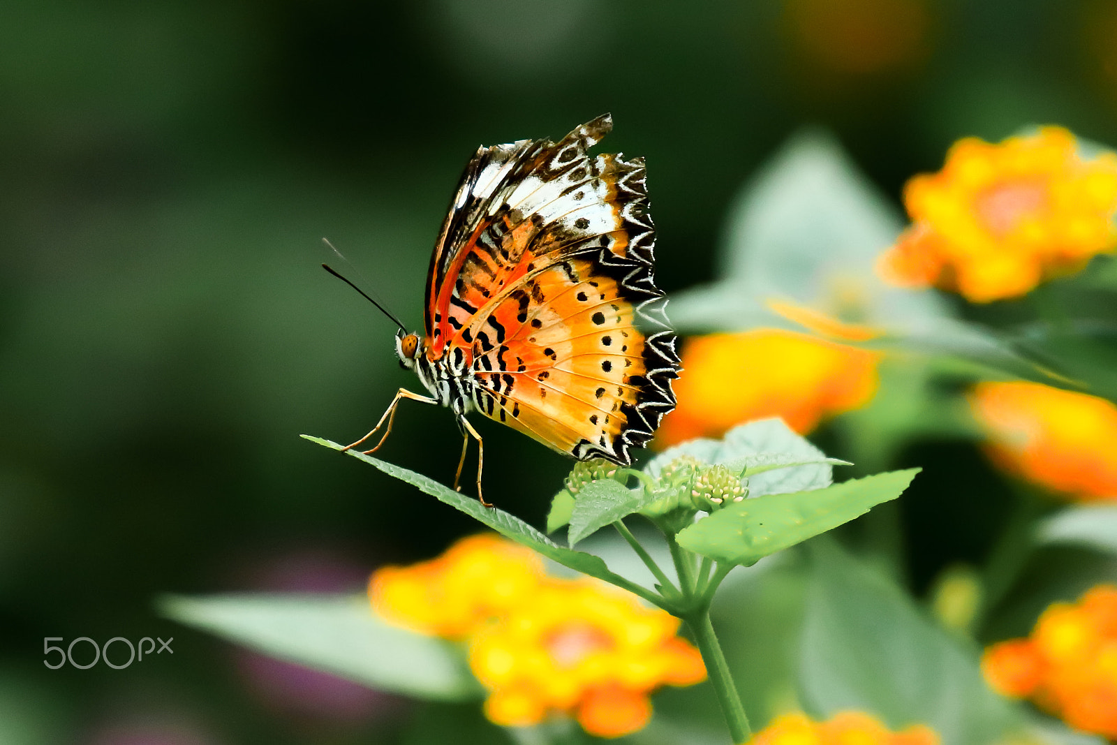 Canon EOS 80D + Canon EF 70-200mm F4L IS USM sample photo. Yellow butterfly with yellow blossom photography