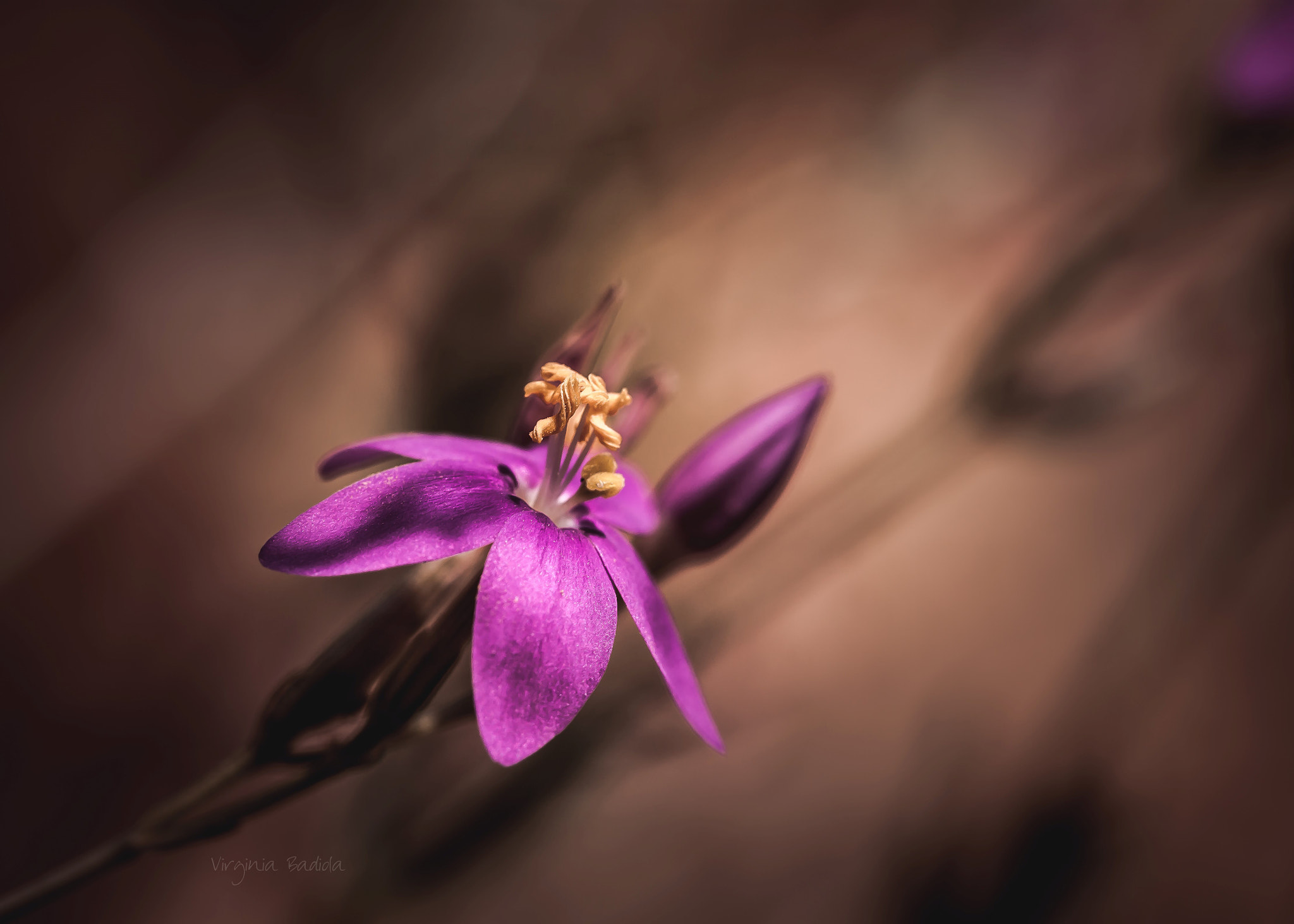 Canon EF-S 60mm F2.8 Macro USM sample photo. *** photography