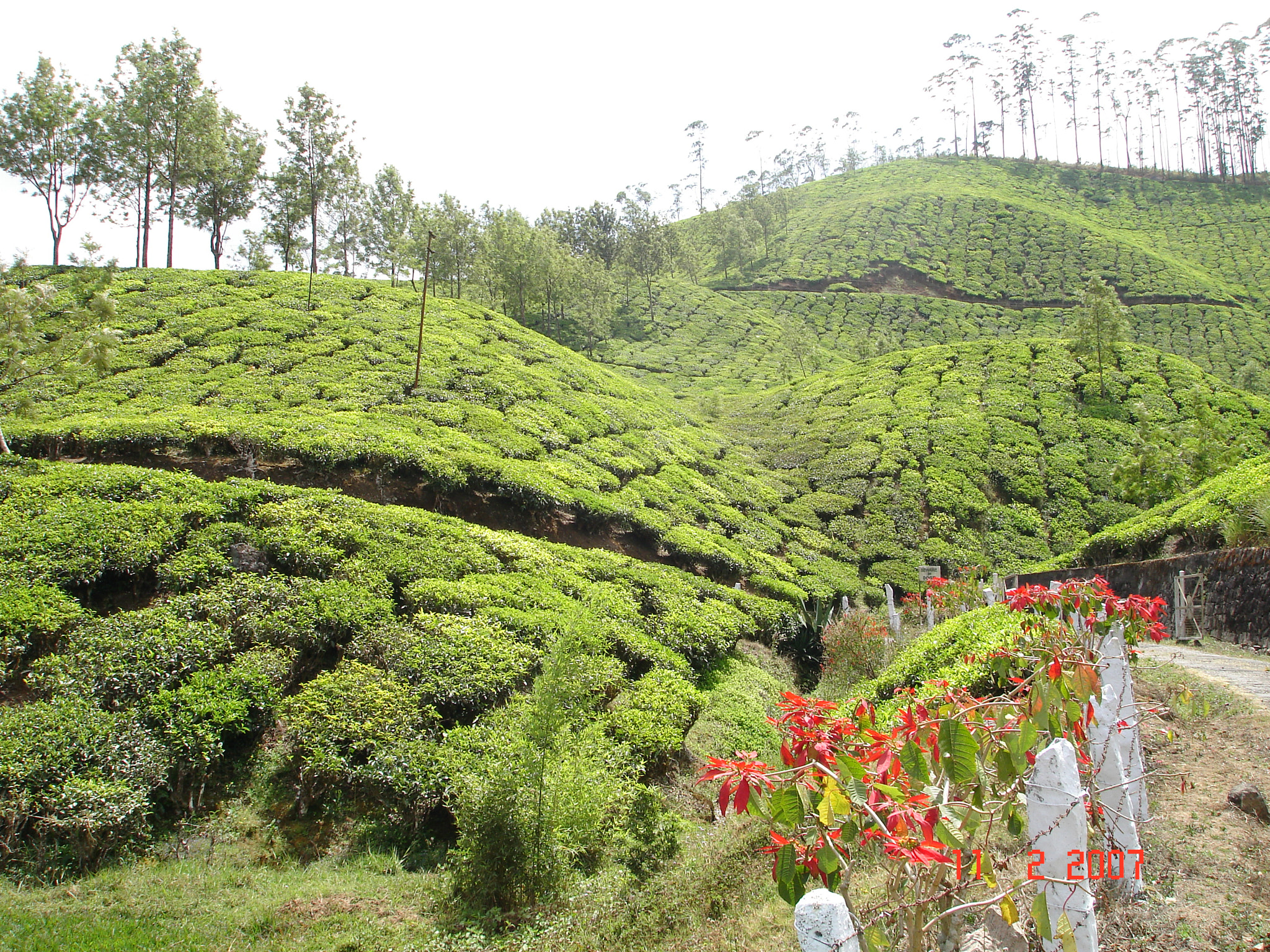 Sony DSC-W7 sample photo. Munnar, tea plantation photography