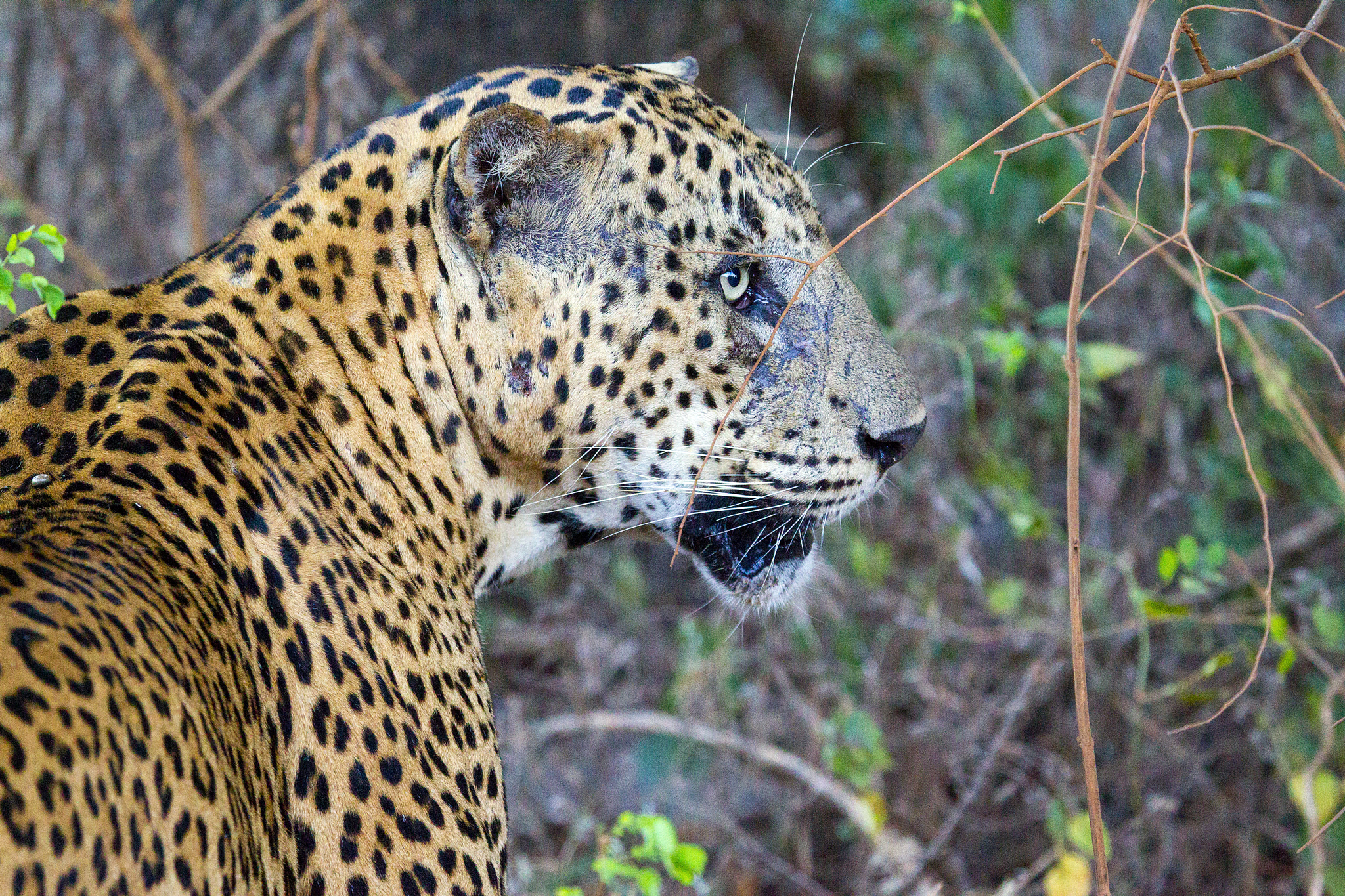 Canon EF 100-400mm F4.5-5.6L IS USM sample photo. Leopard photography