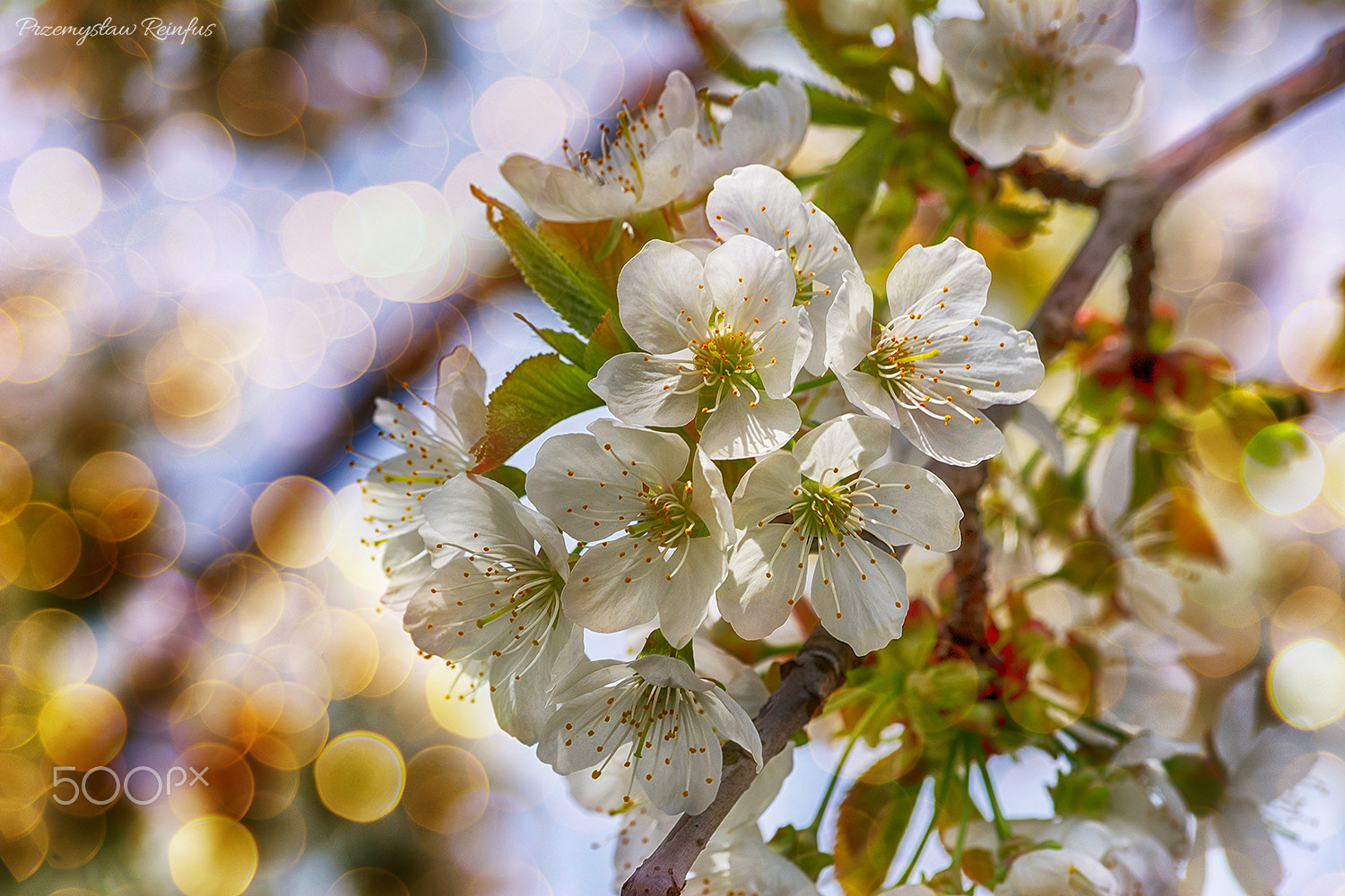 Sigma 70-300mm F4-5.6 APO DG Macro sample photo. Cherry tree flowers in spring photography