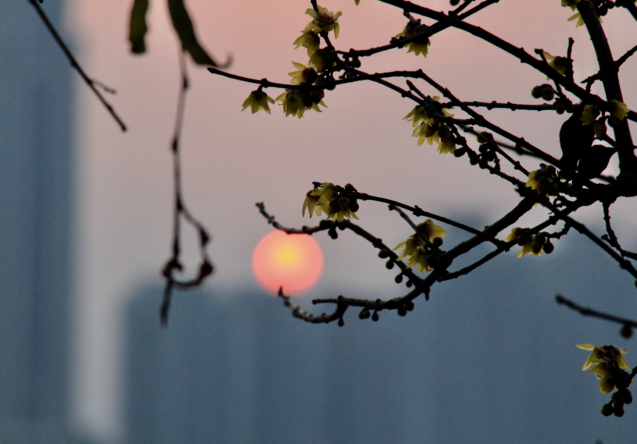 Canon EOS 700D (EOS Rebel T5i / EOS Kiss X7i) + Canon EF 28-200mm F3.5-5.6 USM sample photo. Plum blossom and sunset photography