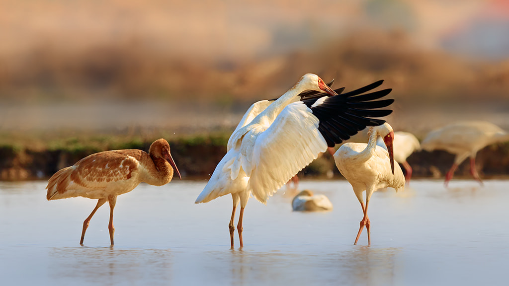 Canon EF 600mm F4L IS II USM sample photo