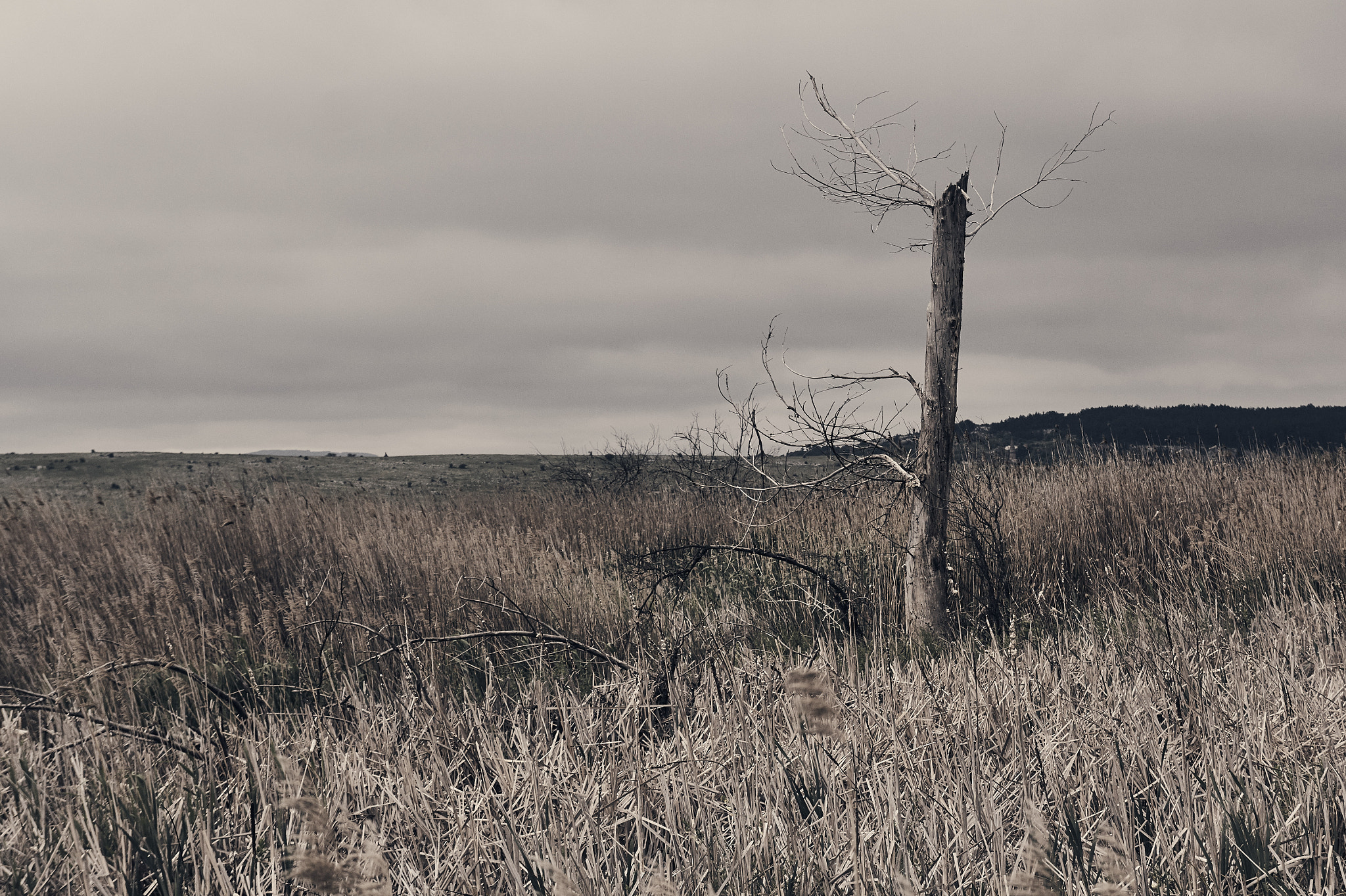 Canon EOS 60D sample photo. Once upon a time there was a tree photography