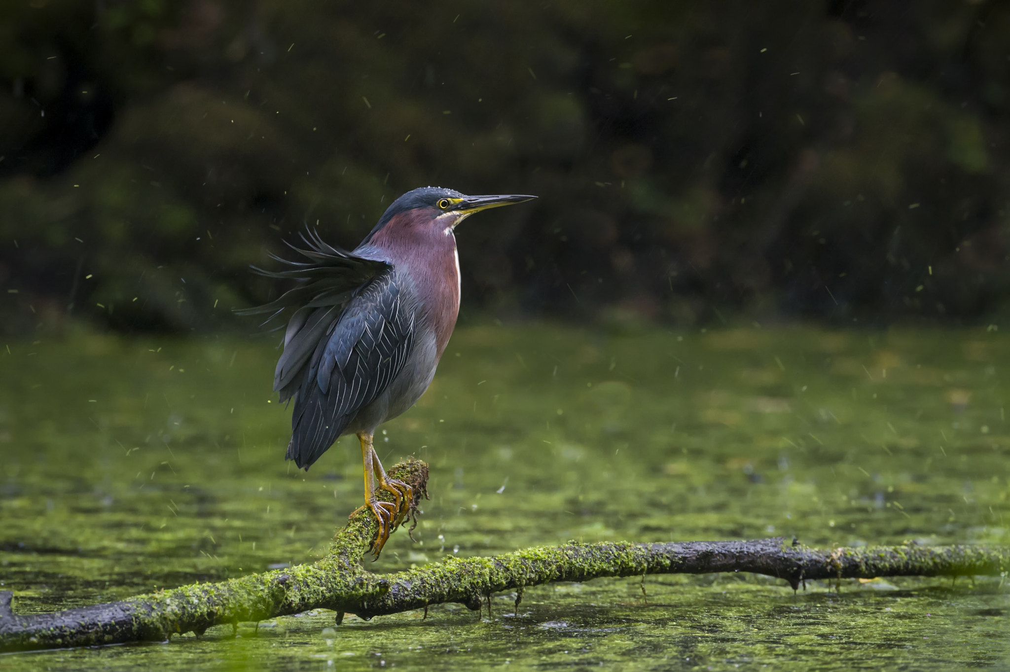 Nikon AF-S Nikkor 600mm F4G ED VR sample photo. Enjoying the rain... photography