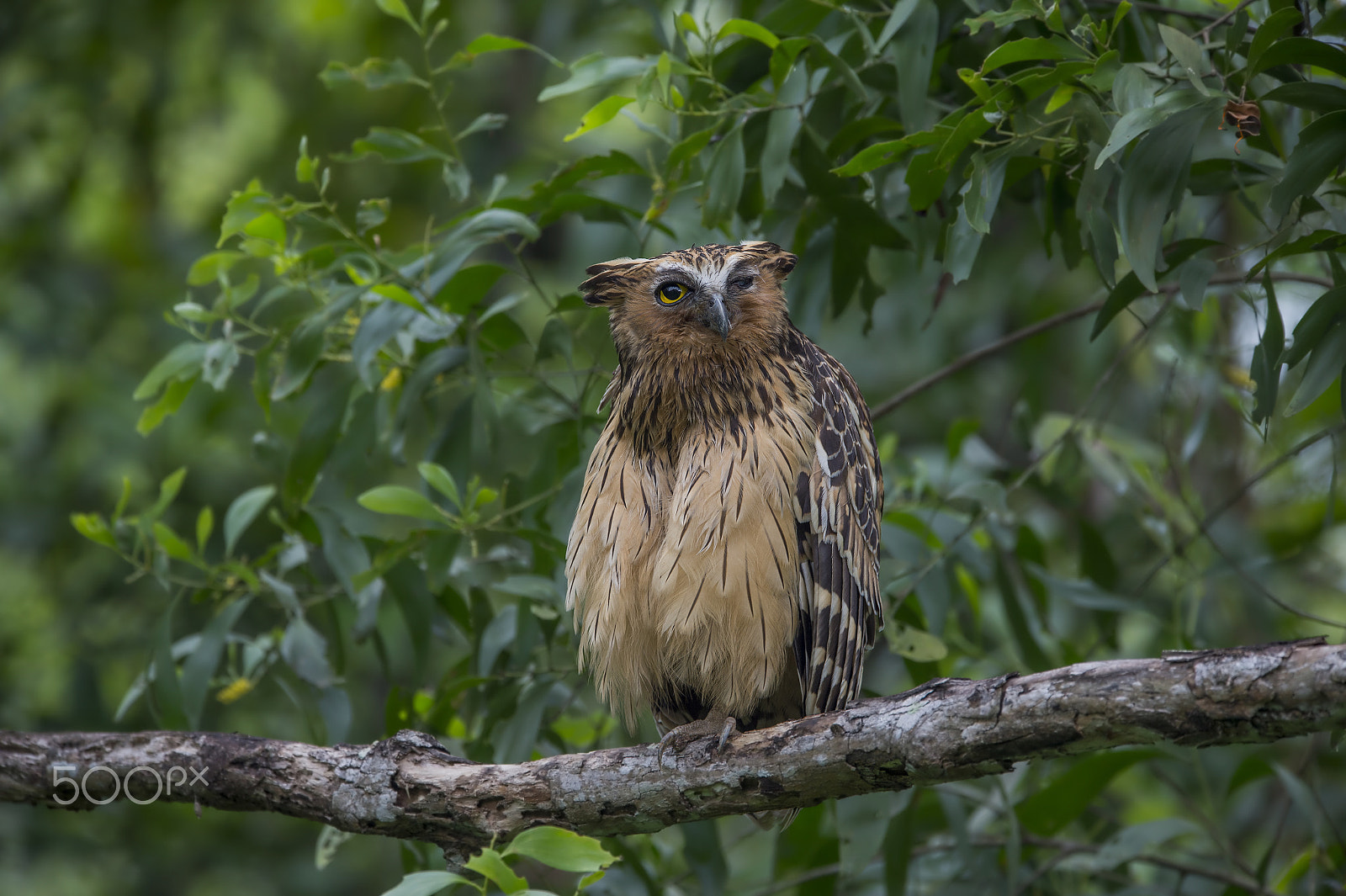 Nikon D4 + Nikon AF-S Nikkor 600mm F4E FL ED VR sample photo. Buffy fish owl (m) photography