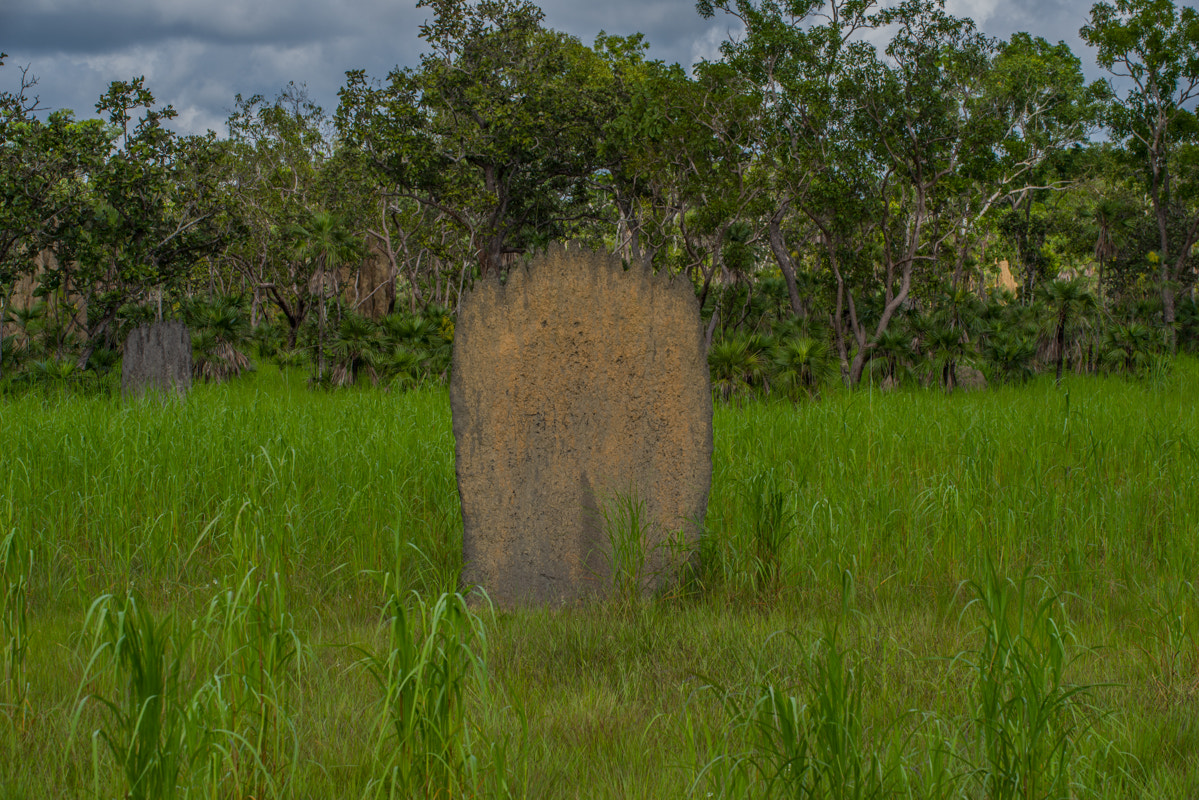 Sigma 50-500mm F4.5-6.3 DG OS HSM sample photo. Magnetic termite mounds photography