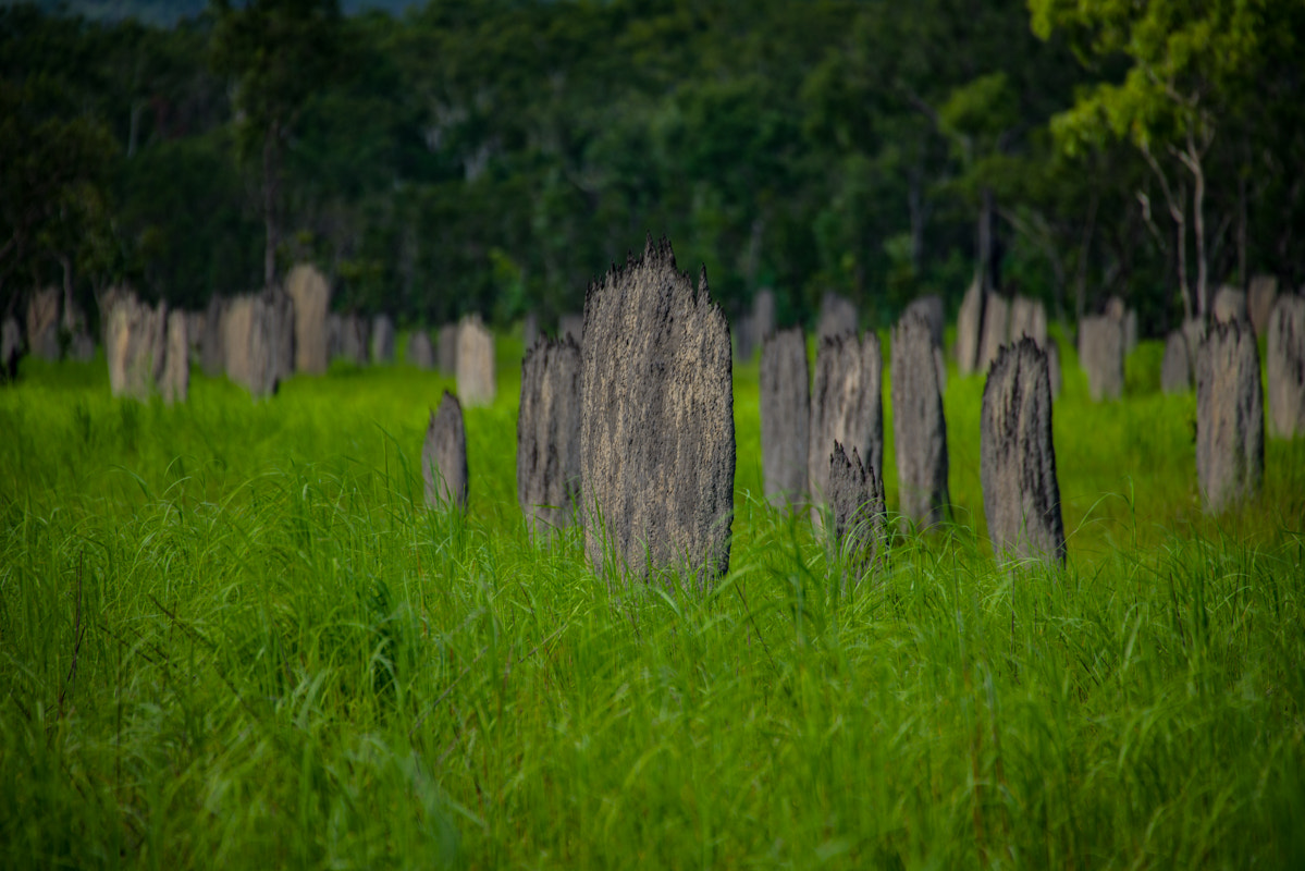Sigma 50-500mm F4.5-6.3 DG OS HSM sample photo. Magnetic termite mounds 1 photography