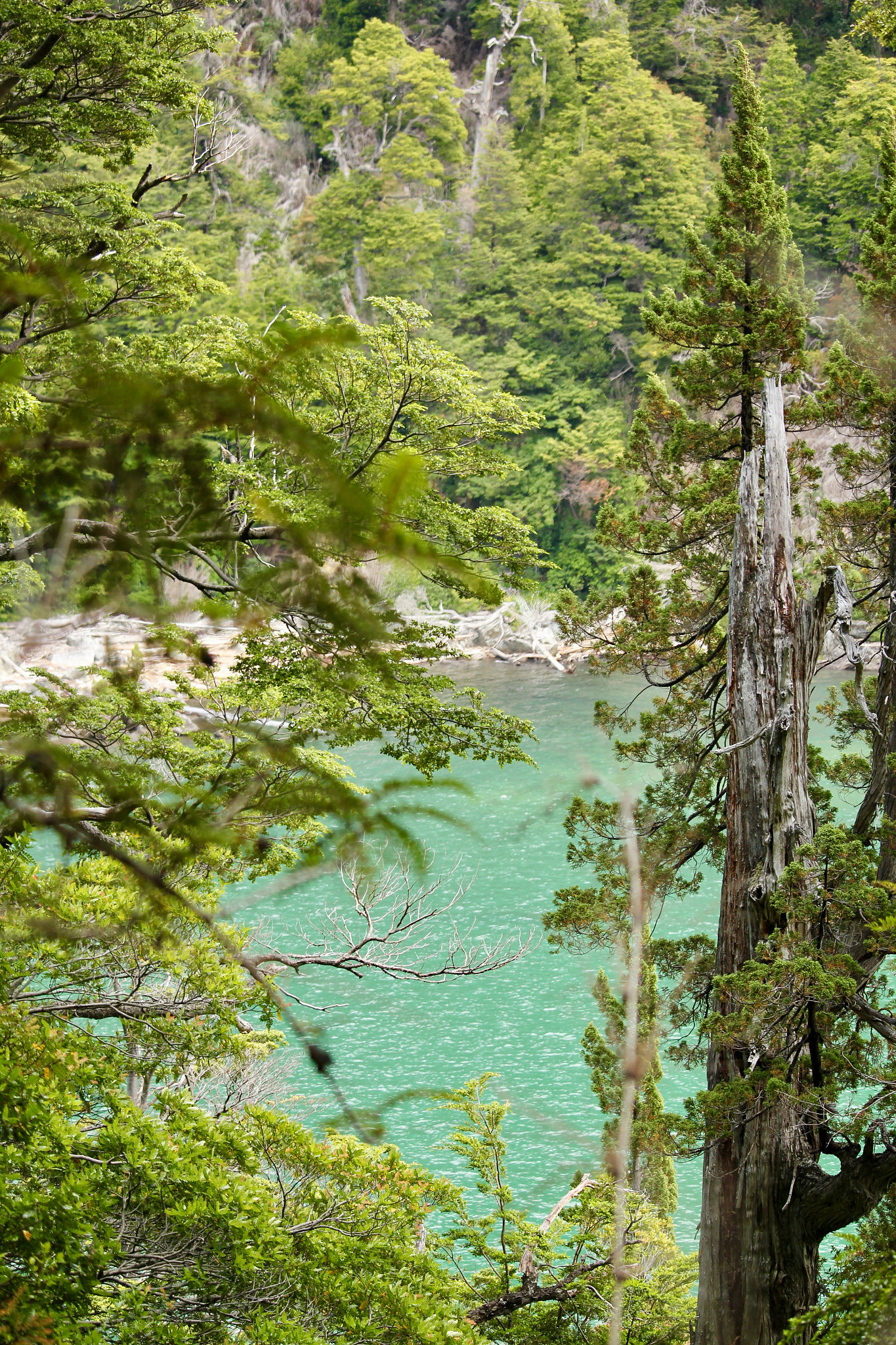 Canon EF-S 55-250mm F4-5.6 IS STM sample photo. Parque nacional los alerces photography