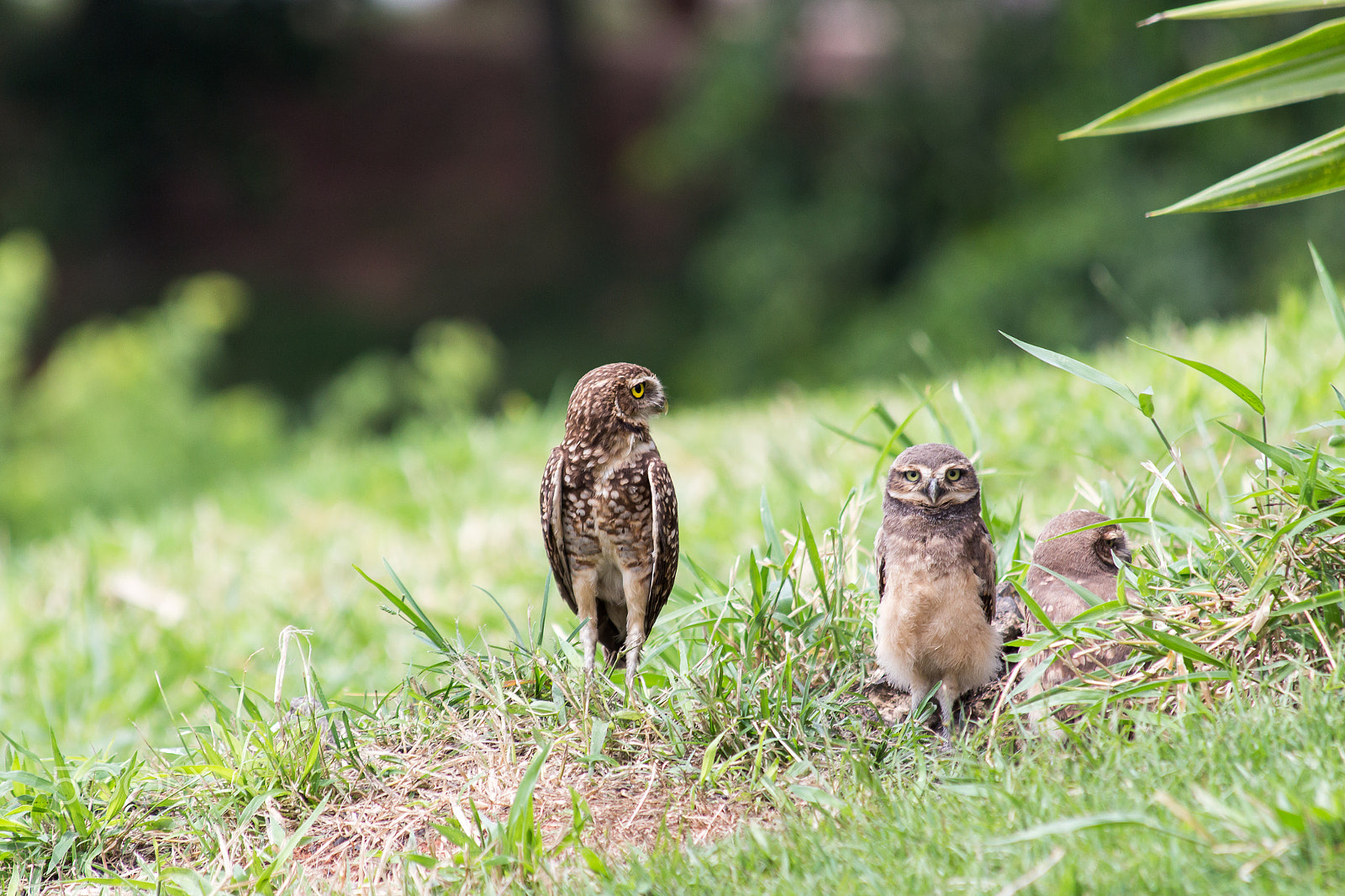 Canon EOS 650D (EOS Rebel T4i / EOS Kiss X6i) + Canon EF 70-300mm F4-5.6 IS USM sample photo. Owl family photography