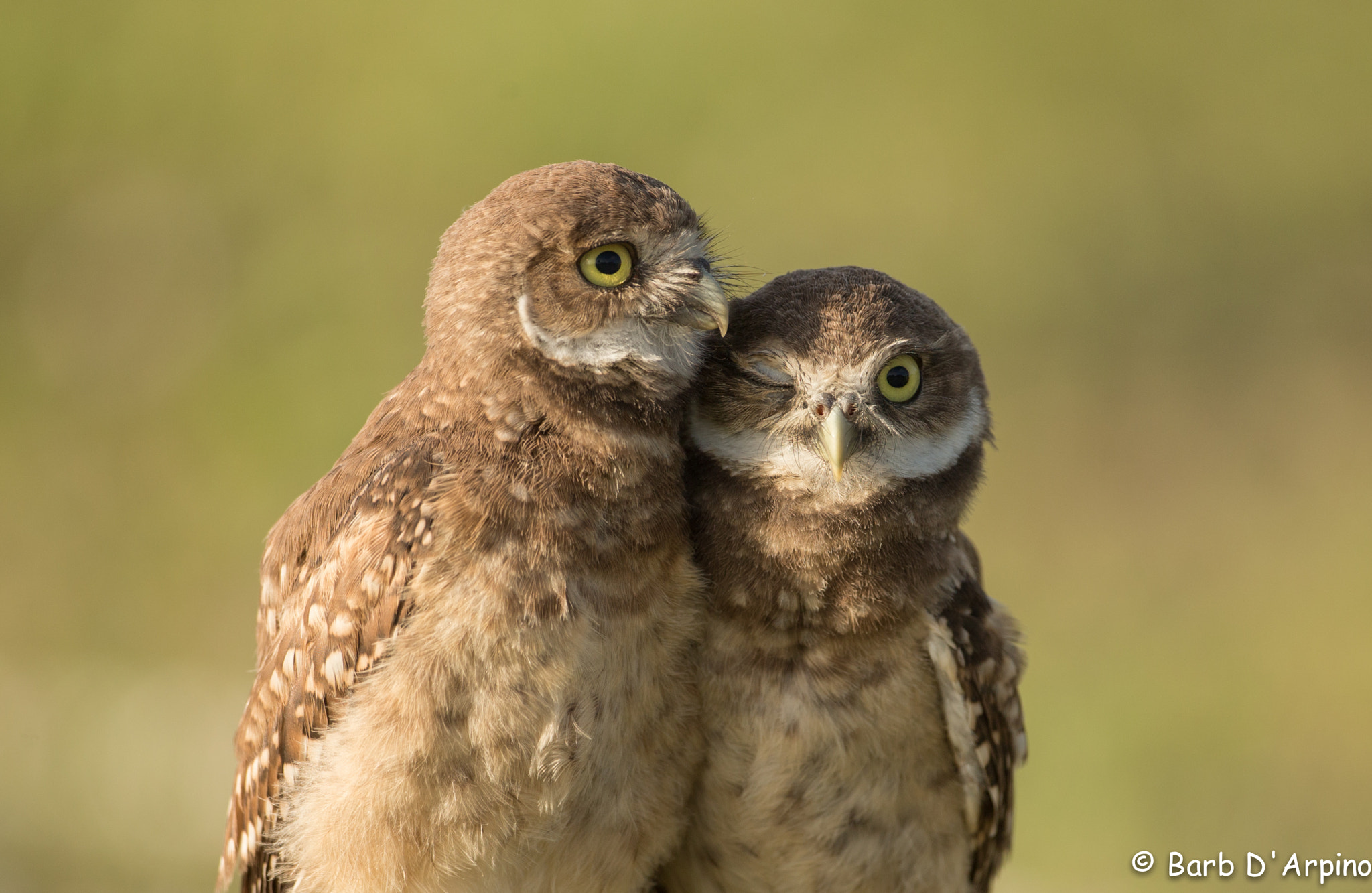 Canon EOS-1D X + Canon EF 500mm F4L IS USM sample photo. Owl you need is love... photography