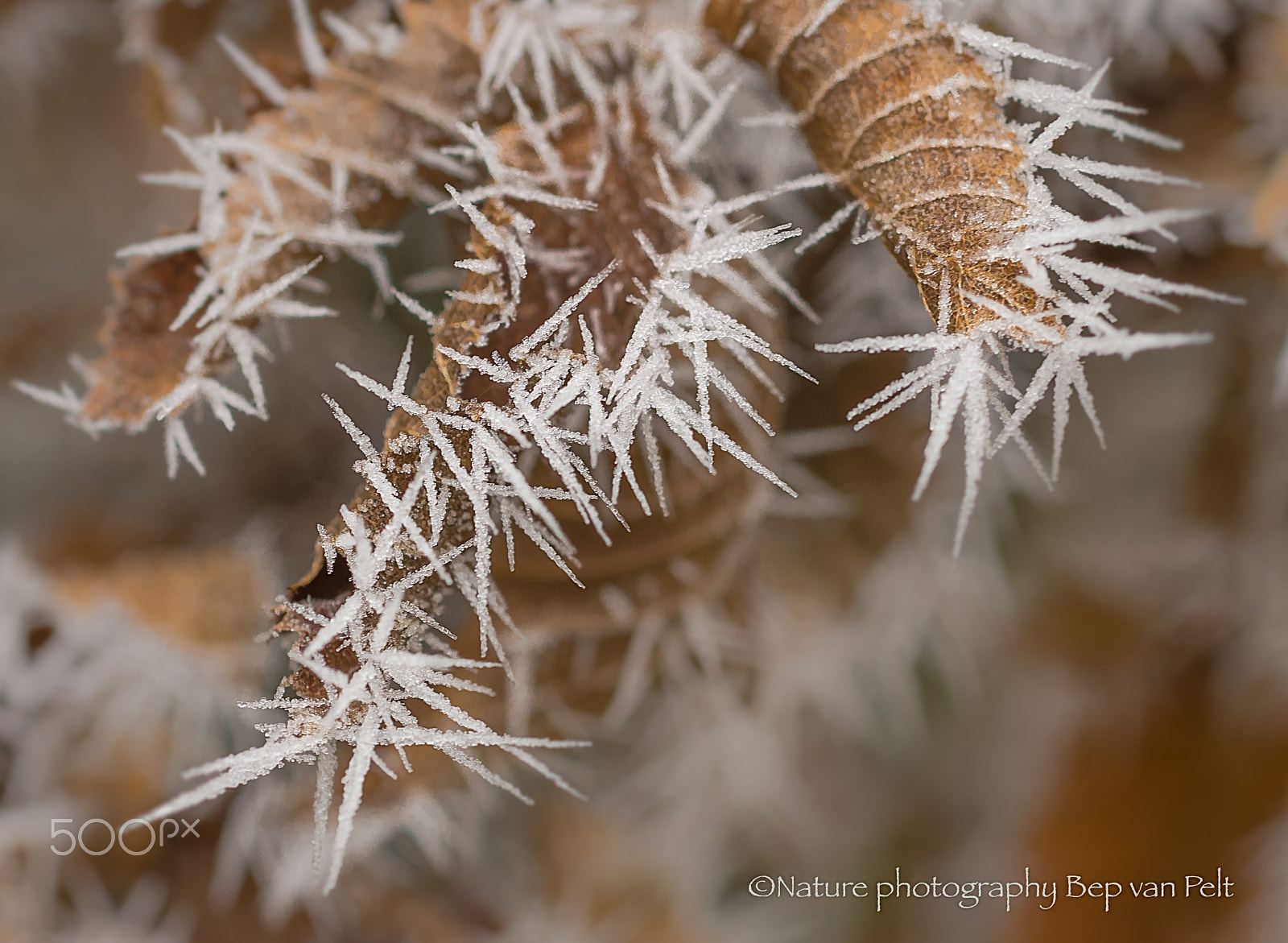 Nikon D500 + Sigma 50mm F2.8 EX DG Macro sample photo. Cactus or tree photography