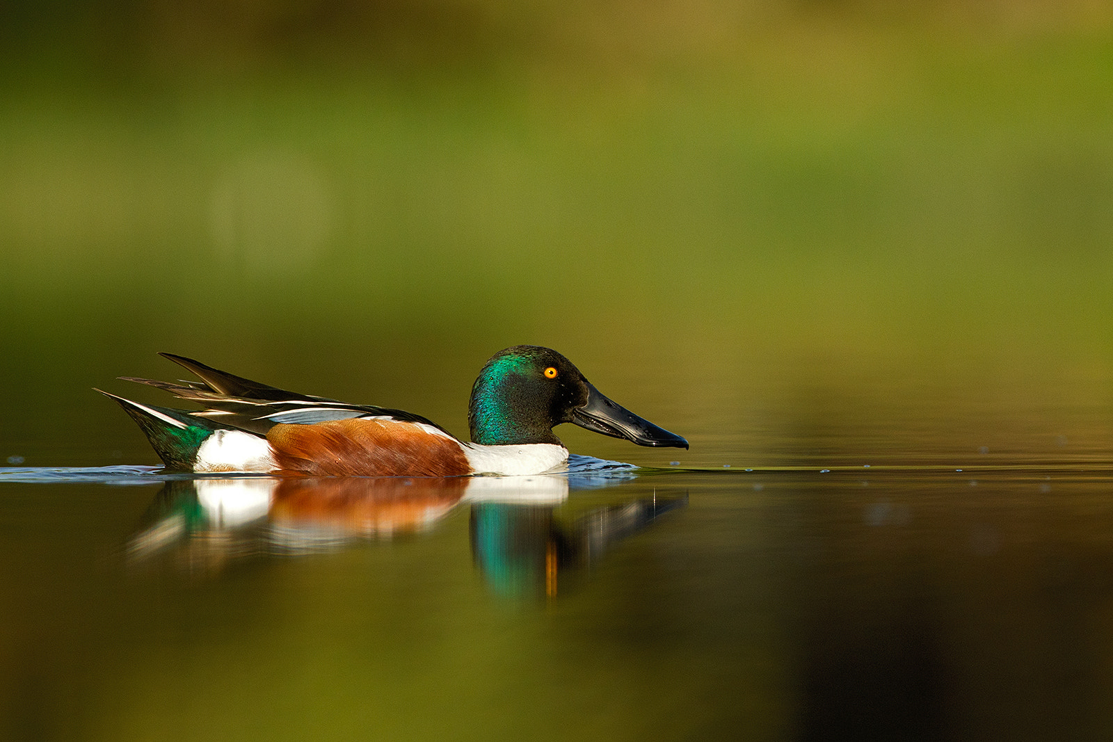 Canon EF 500mm F4L IS USM sample photo. Northern shoveler photography